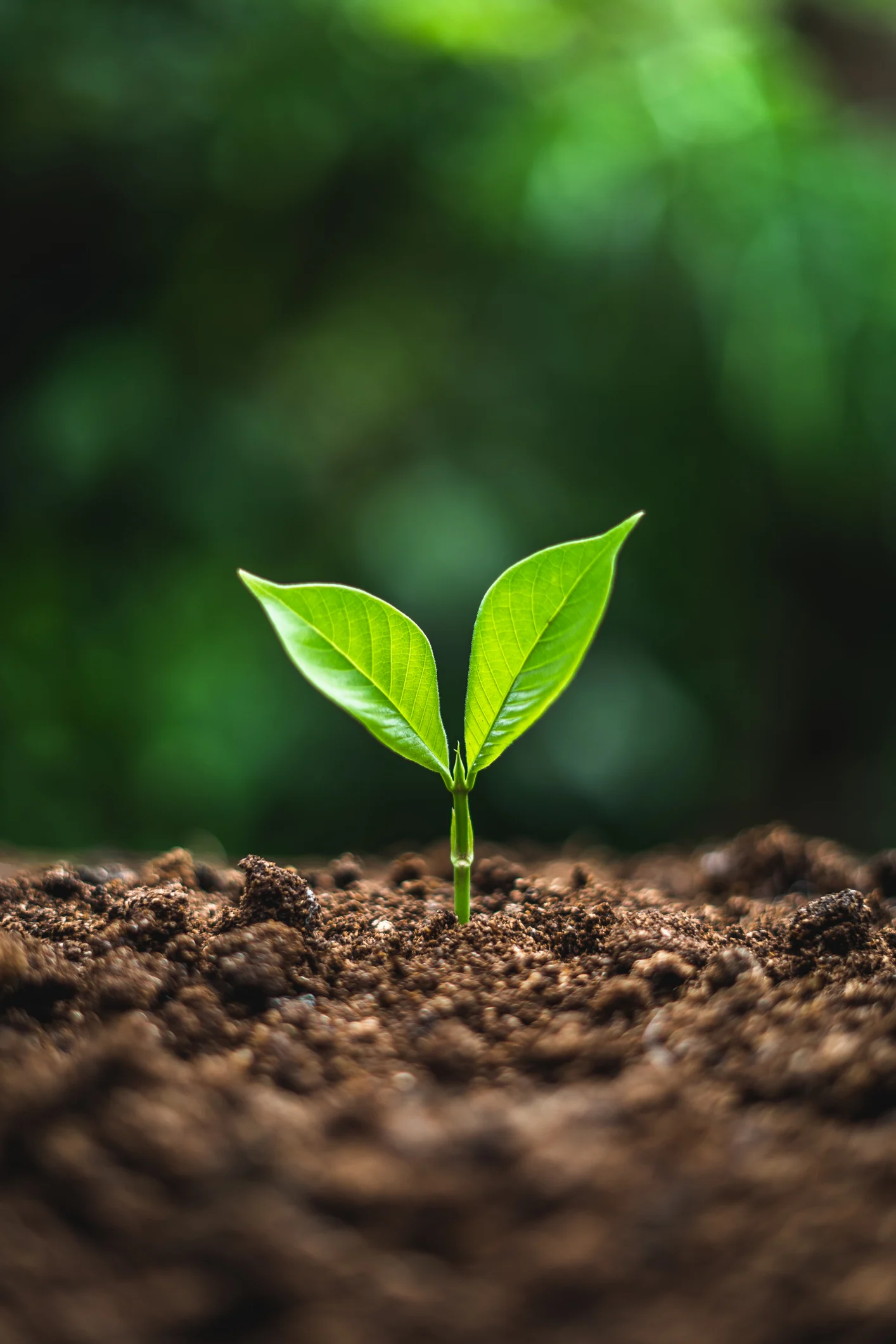 Cuidado de plantas: Cómo hacer en tu casa la mejor composta