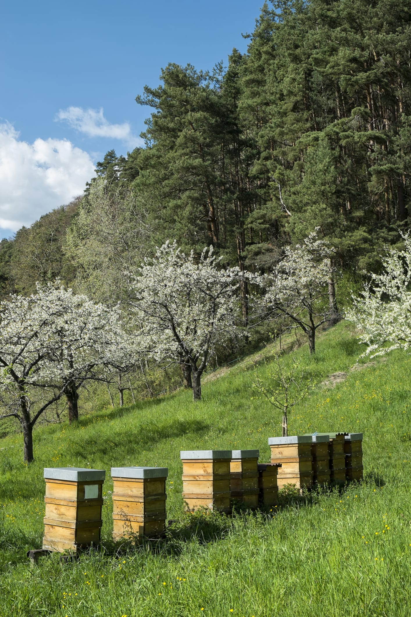 Anche le api urlano per segnalare il pericolo