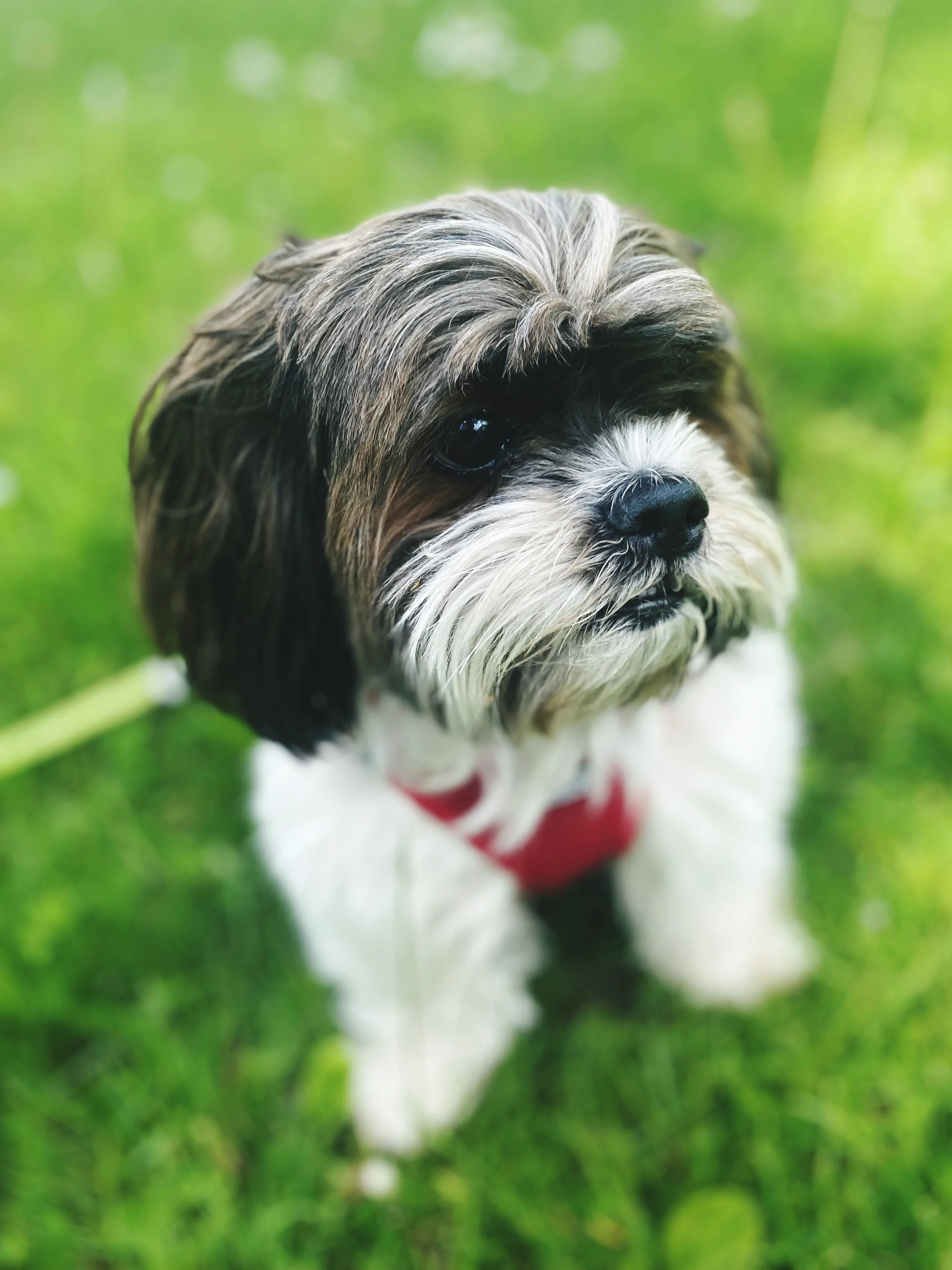 Estas son las 3 mejores razas de perros para vivir en un apartamento