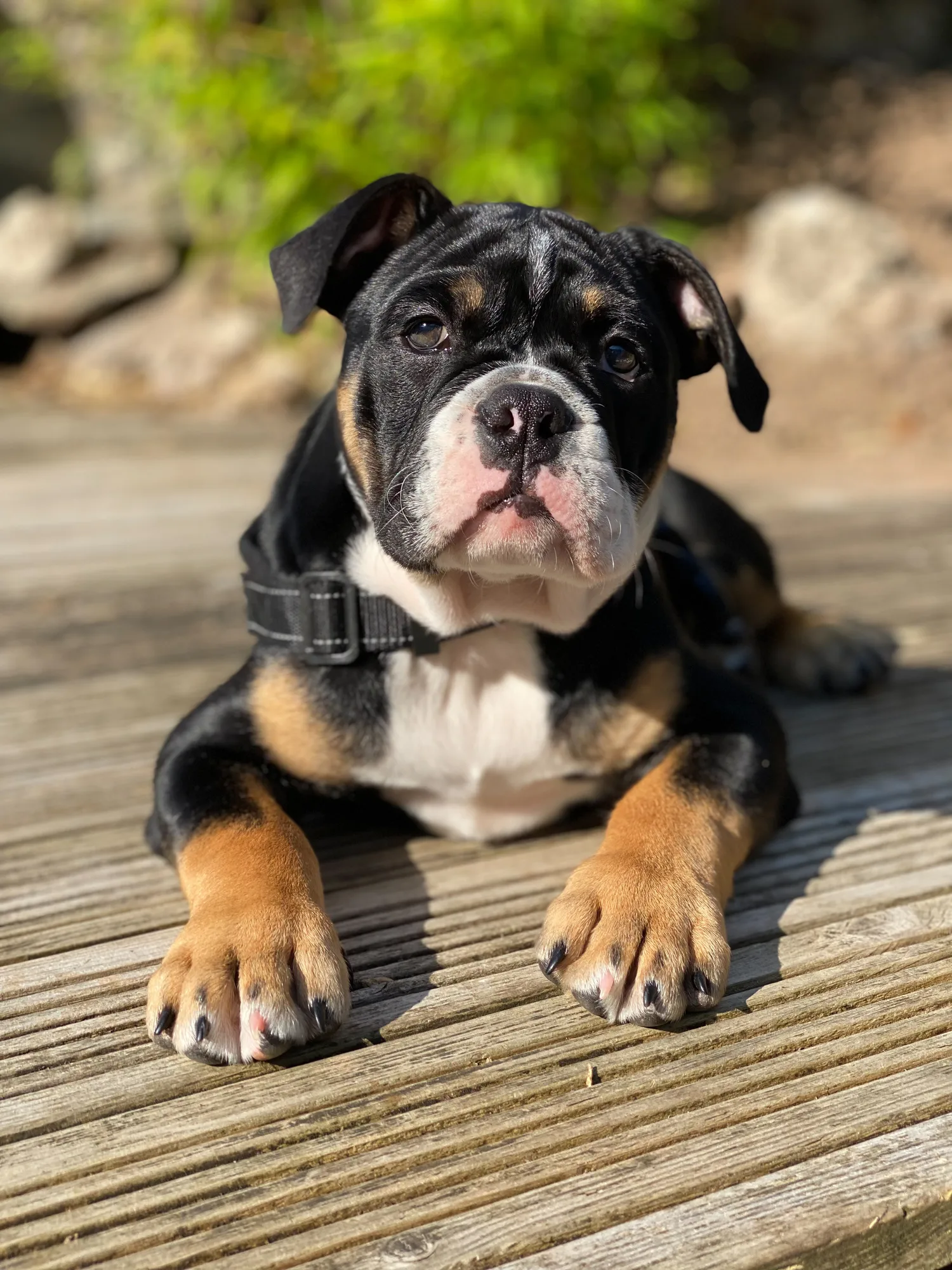 Estas son las 3 mejores razas de perro para vivir solo