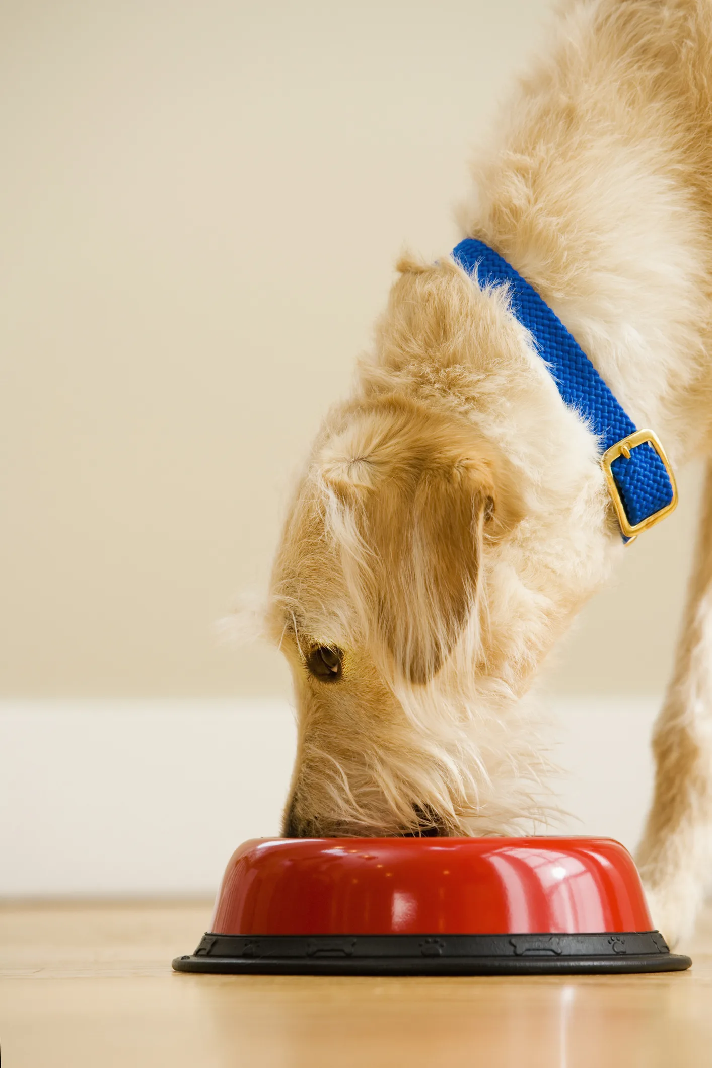 Con qué frecuencia debes alimentar a tu perro, según la ciencia