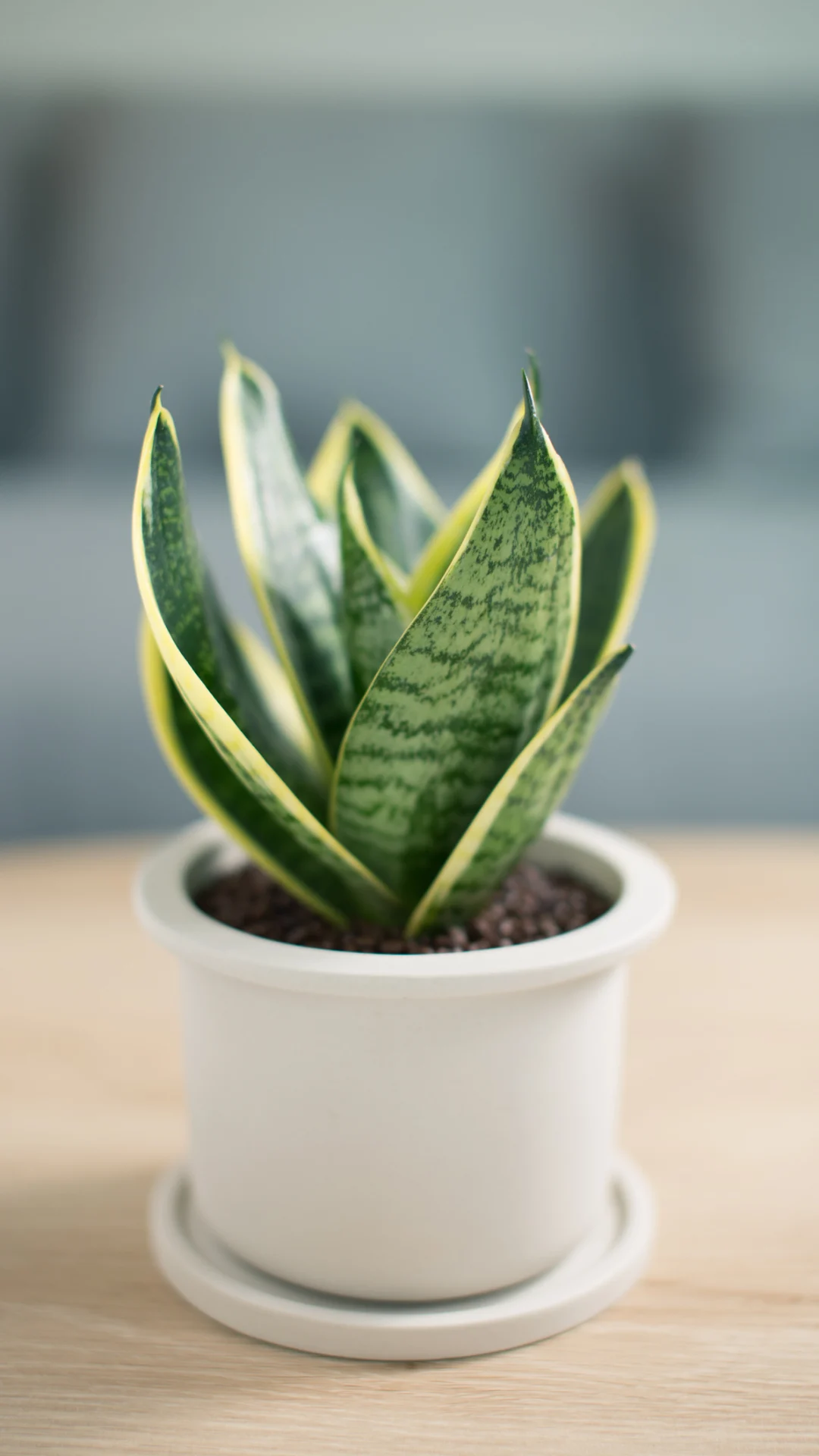 Por qué es una buena idea tener una Sansevieria en el cuarto de baño