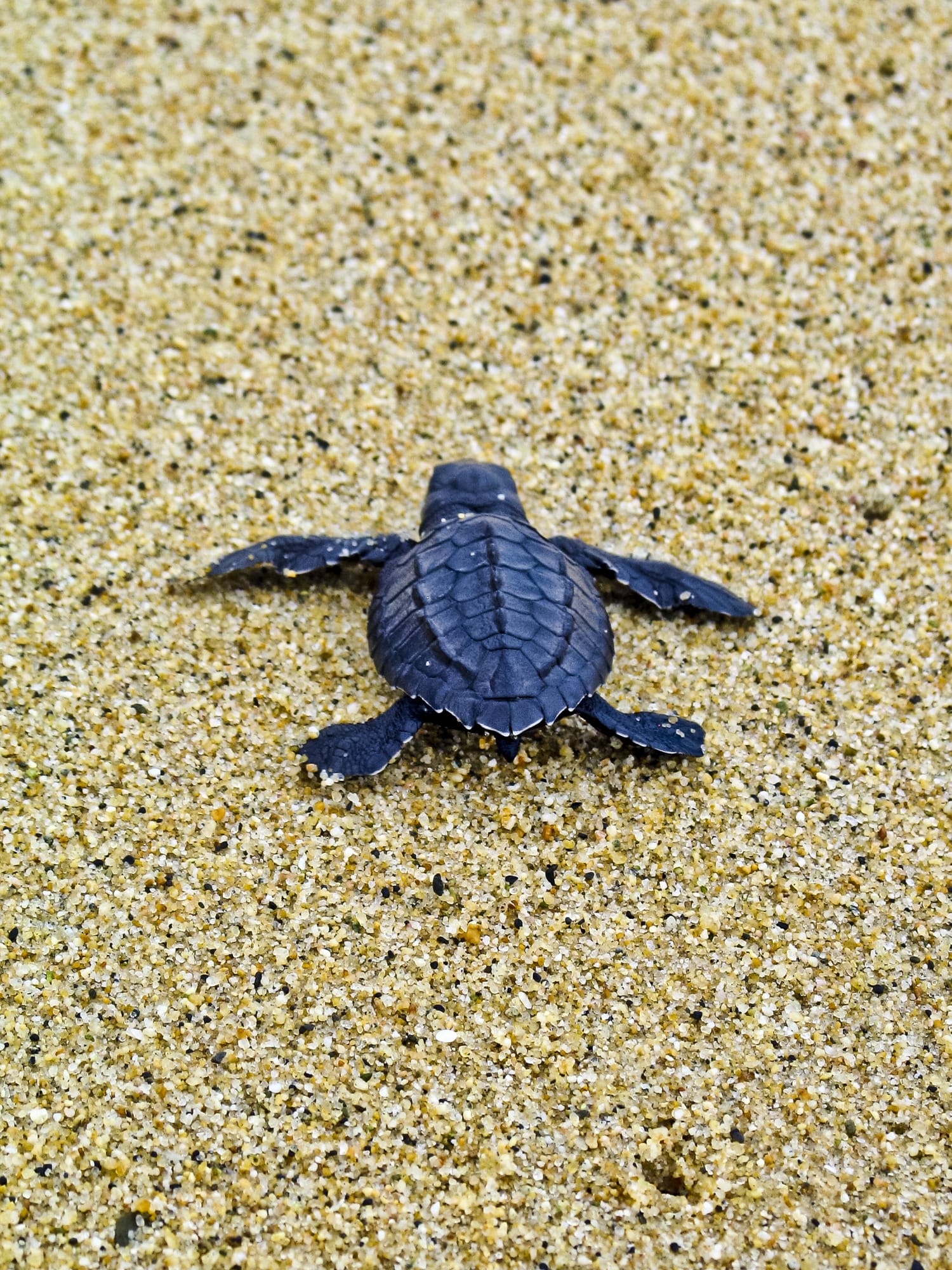 สวนสัตว์สงขลาขยายพันธุ์เต่าหกเหลือง ล่าสุดแม่เต่า 3 ตัววางไข่รวม 91 ฟอง