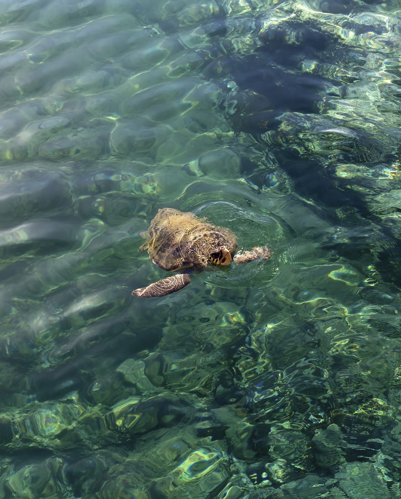 ซากเต่ากับไข่เต่า พบในการขุดค้นที่ปอมเปอี