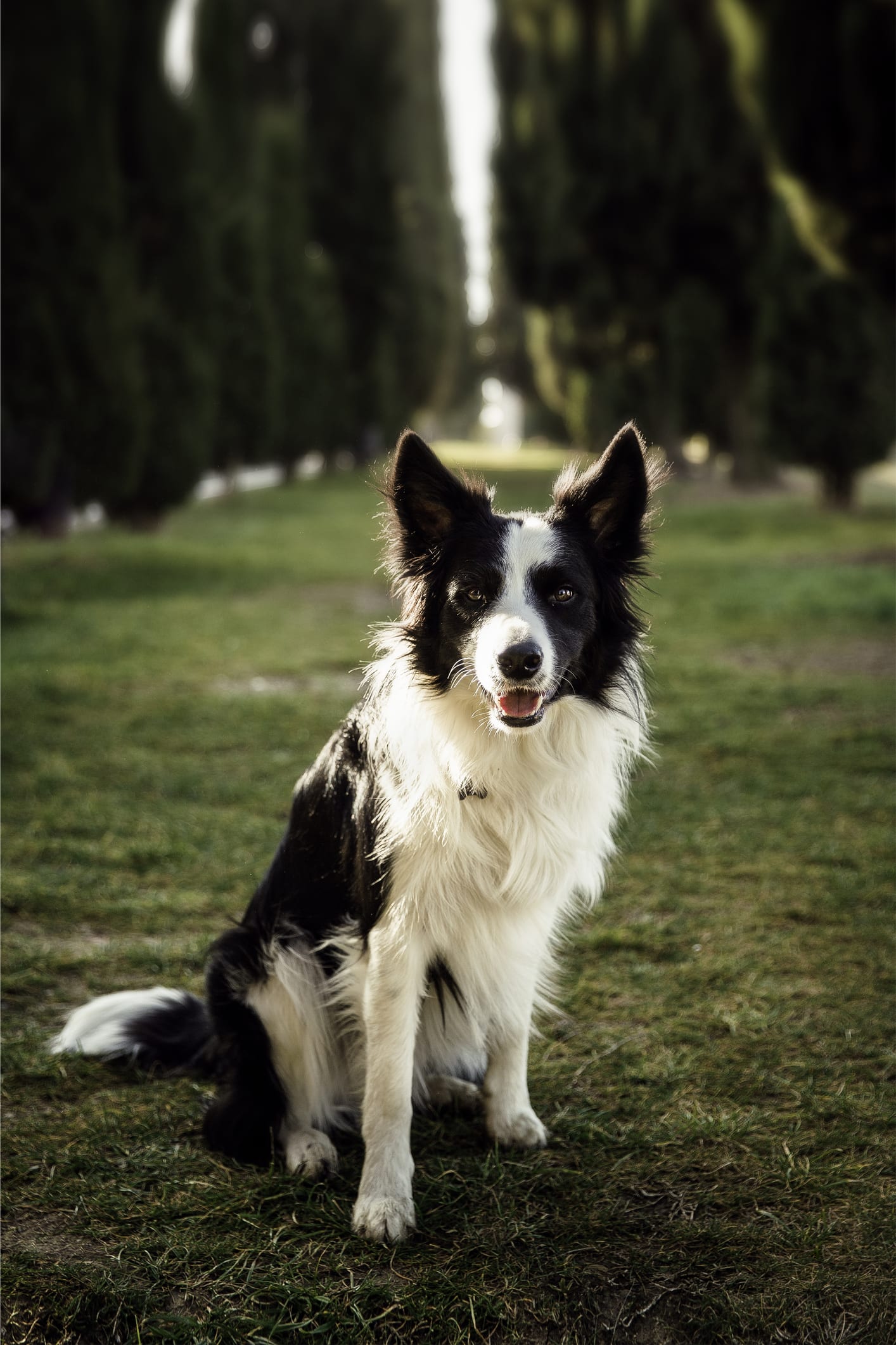 Natura e libertà: le razze canine che vivono bene all'aperto