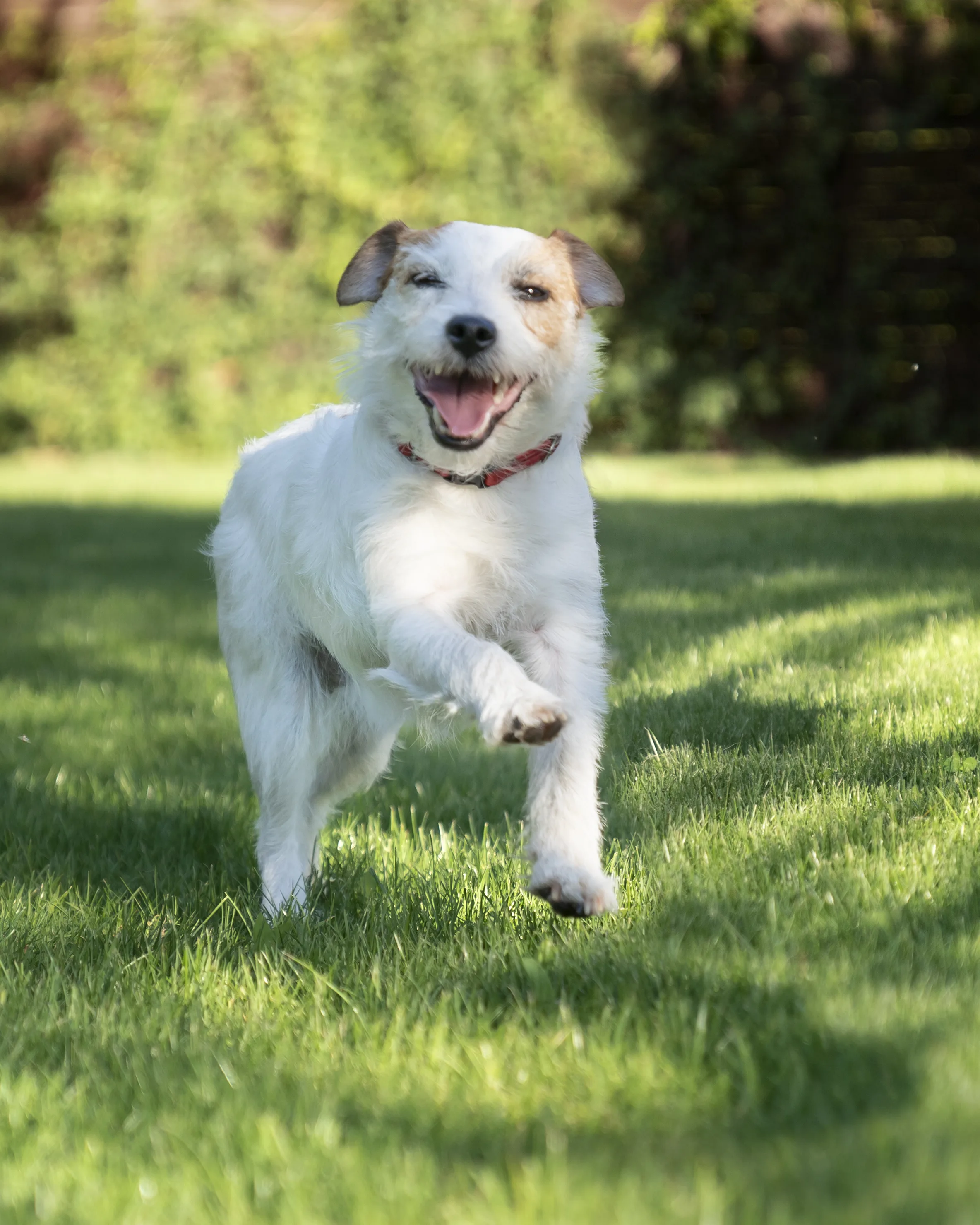 Tips para evitar que tu perro ladre mucho