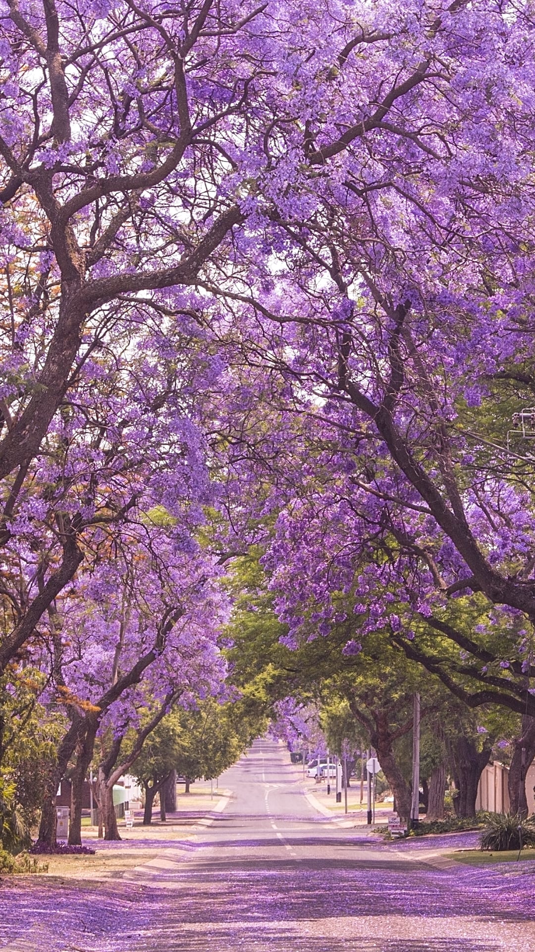 Jacarandás: cómo llegaron a Buenos Aires y dónde encontrarlos