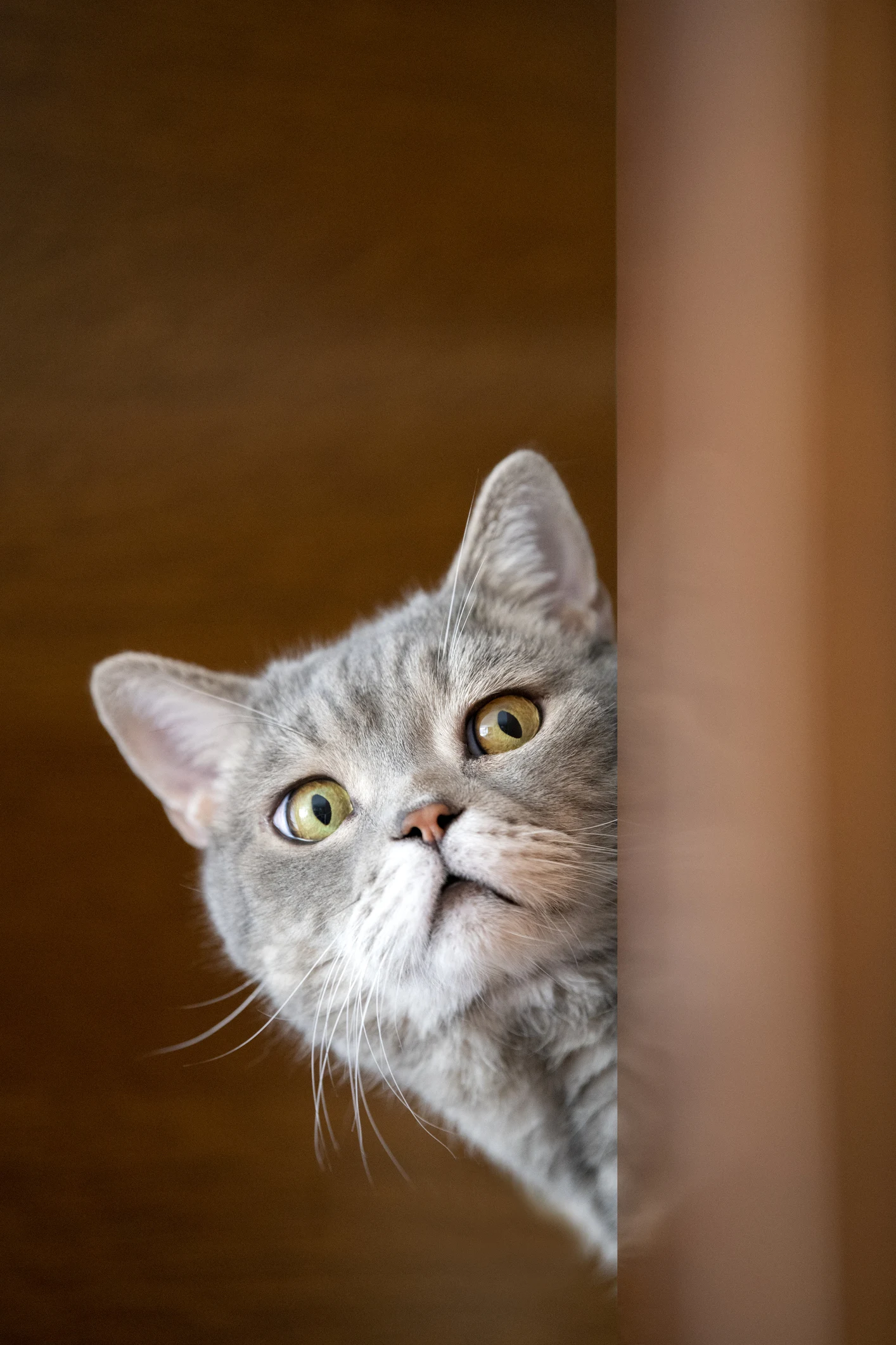 Gatos: ¿Por qué decimos que los ‘michis’ tienen 7 vidas?