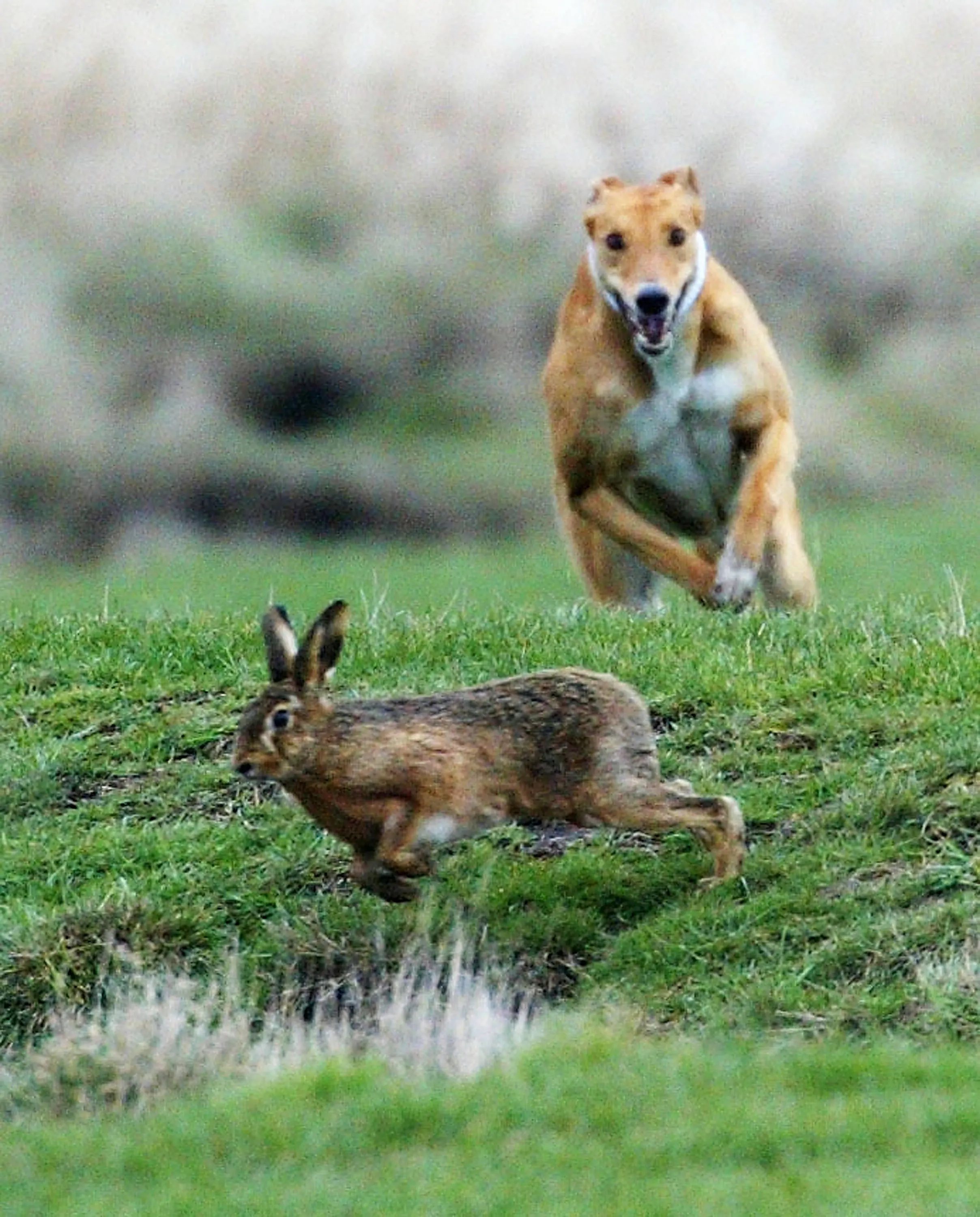 ハンターが最も忌避すべきもの、「誤射する可能性」と「される危険性」