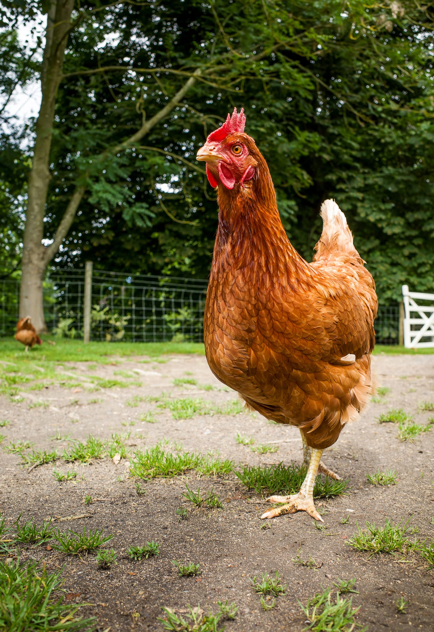 Demandan a un gallo que cantaba 200 veces al día y era la tortura de sus vecinos