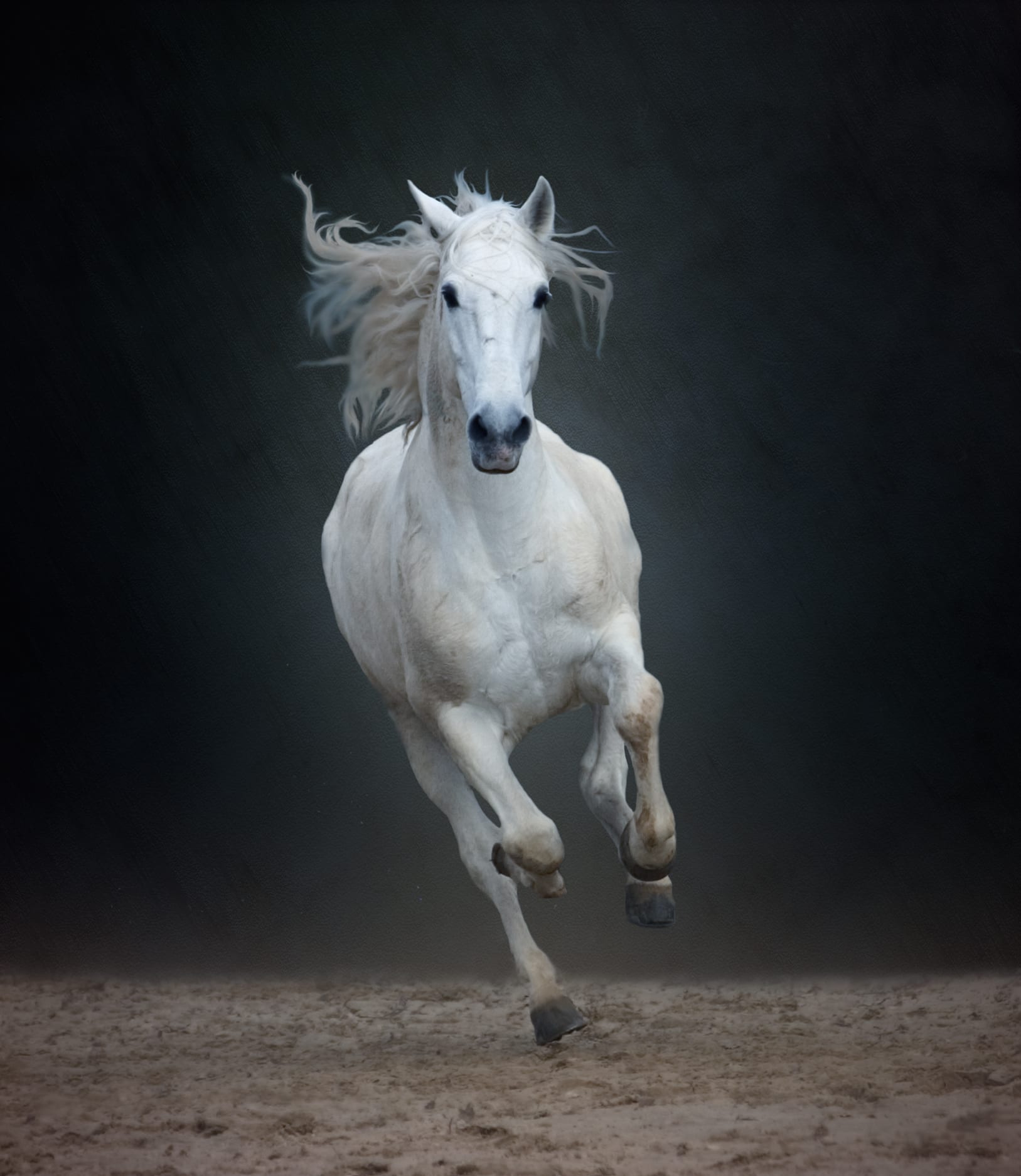 Top 15 des animaux de compagnie originaux