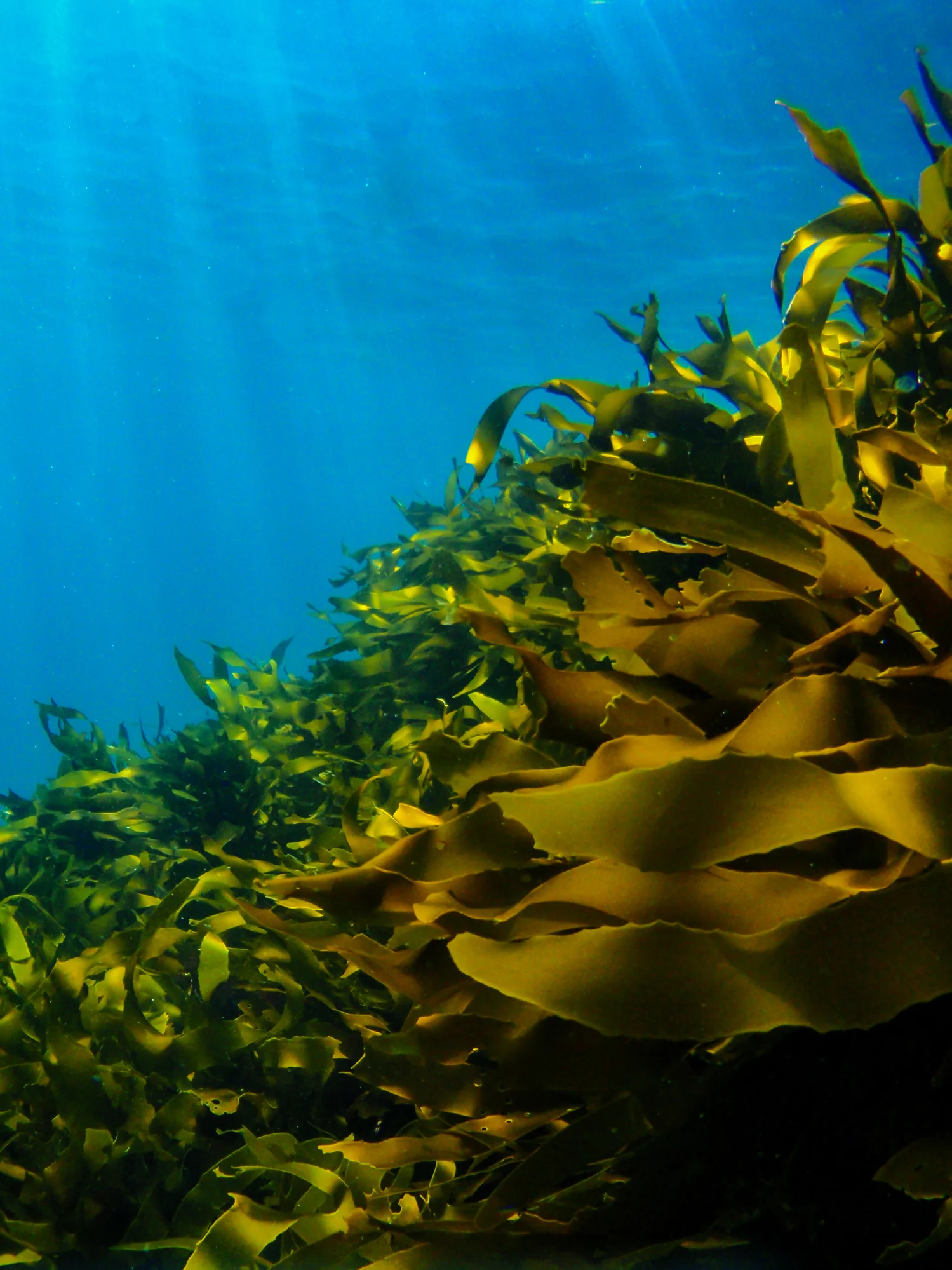 I veri polmoni della Terra sono antichissimi e si trovano nell’oceano