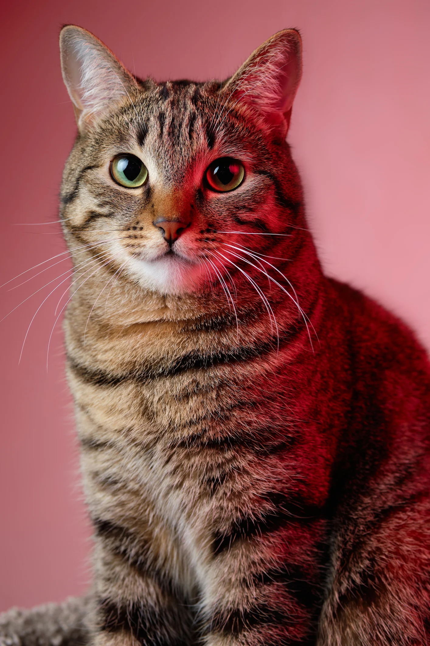 ¿Tu gato necesita perder peso? Consejos para animarle a moverse y hacer ejercicio
