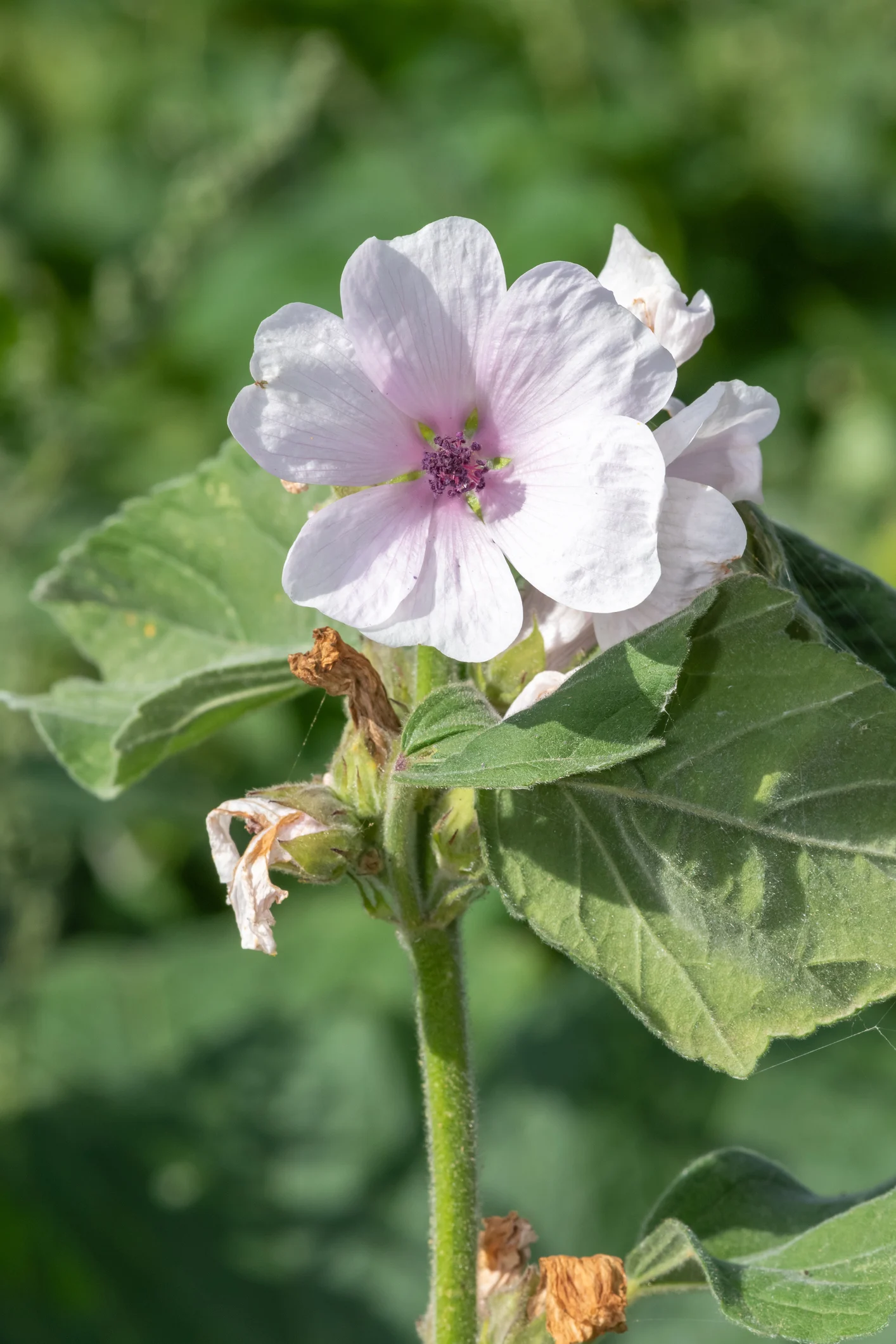 ข่าวดีไทยพบ 