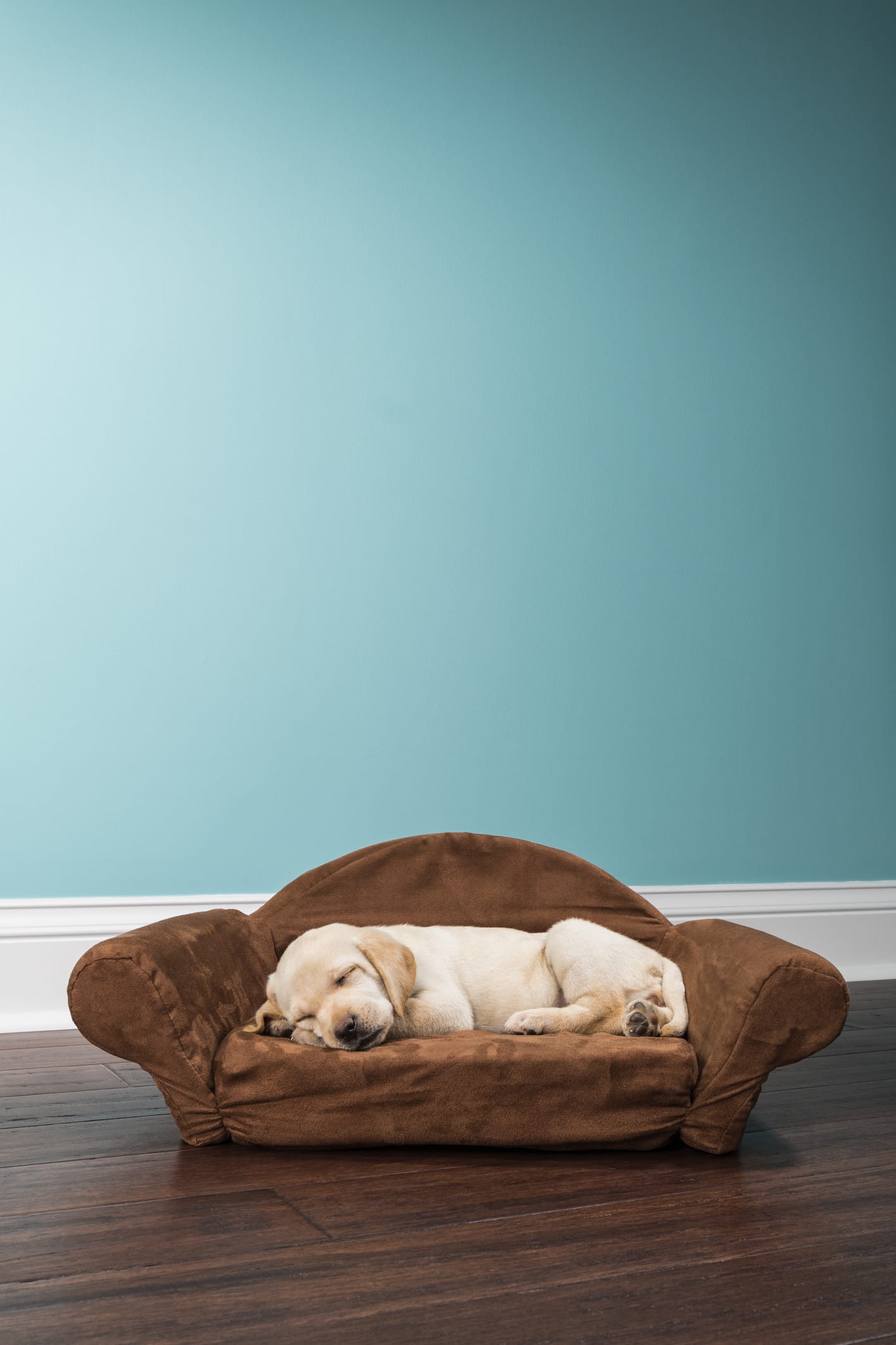 Perché il cane non gioca?