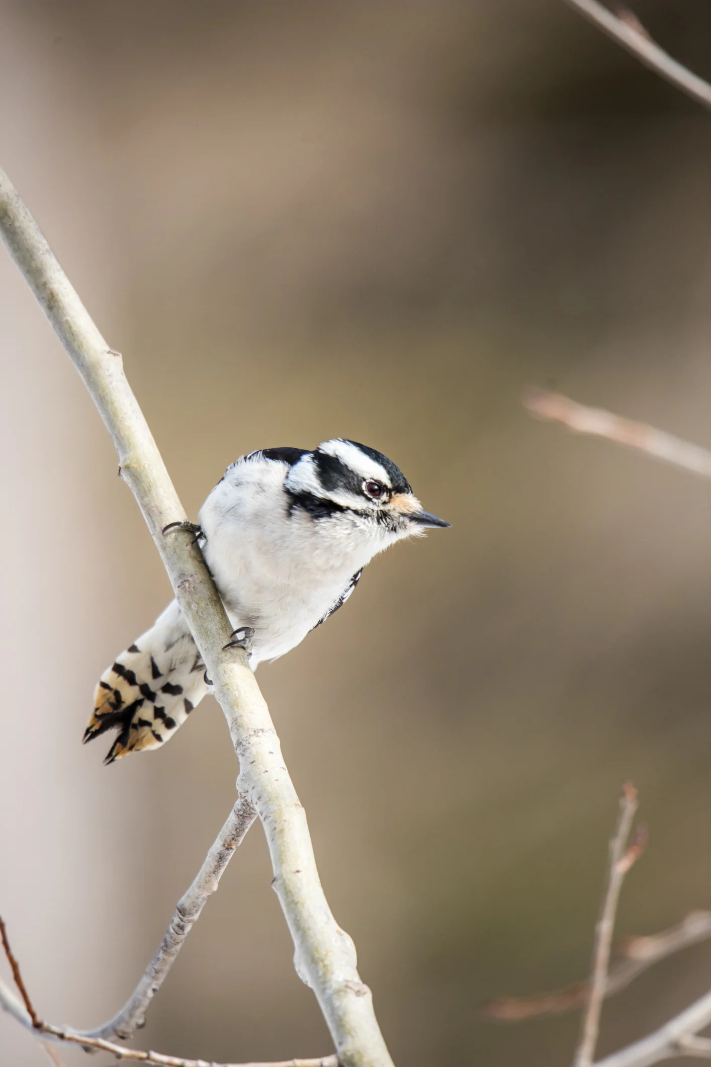 13 Beautiful Birds to Spot This Spring