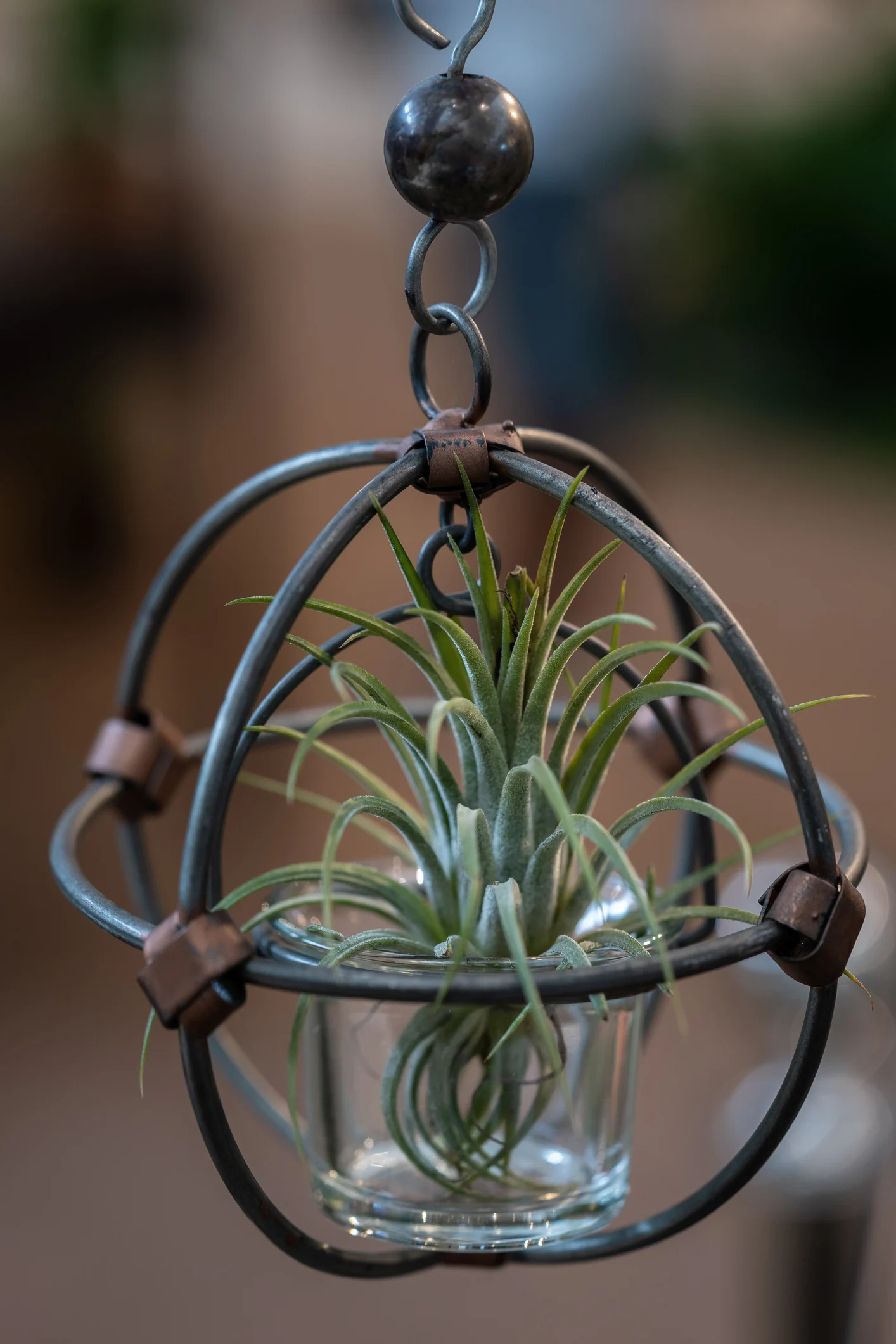 Plantas de aire: todo lo que debes saber para cultivarlas en casa