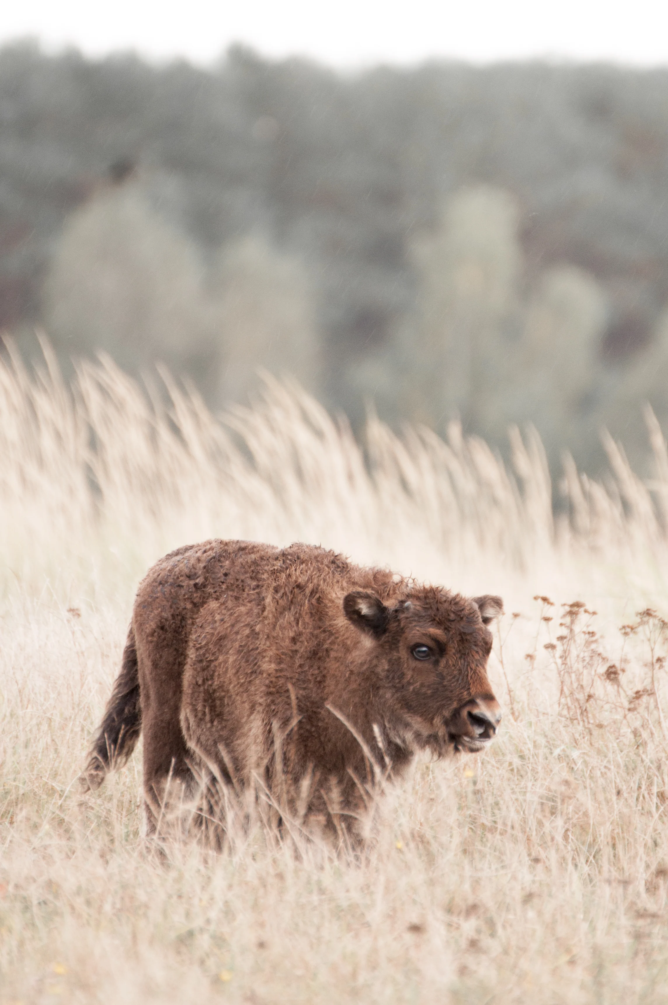 У Київському зоопарку народилися двоє бізоненят