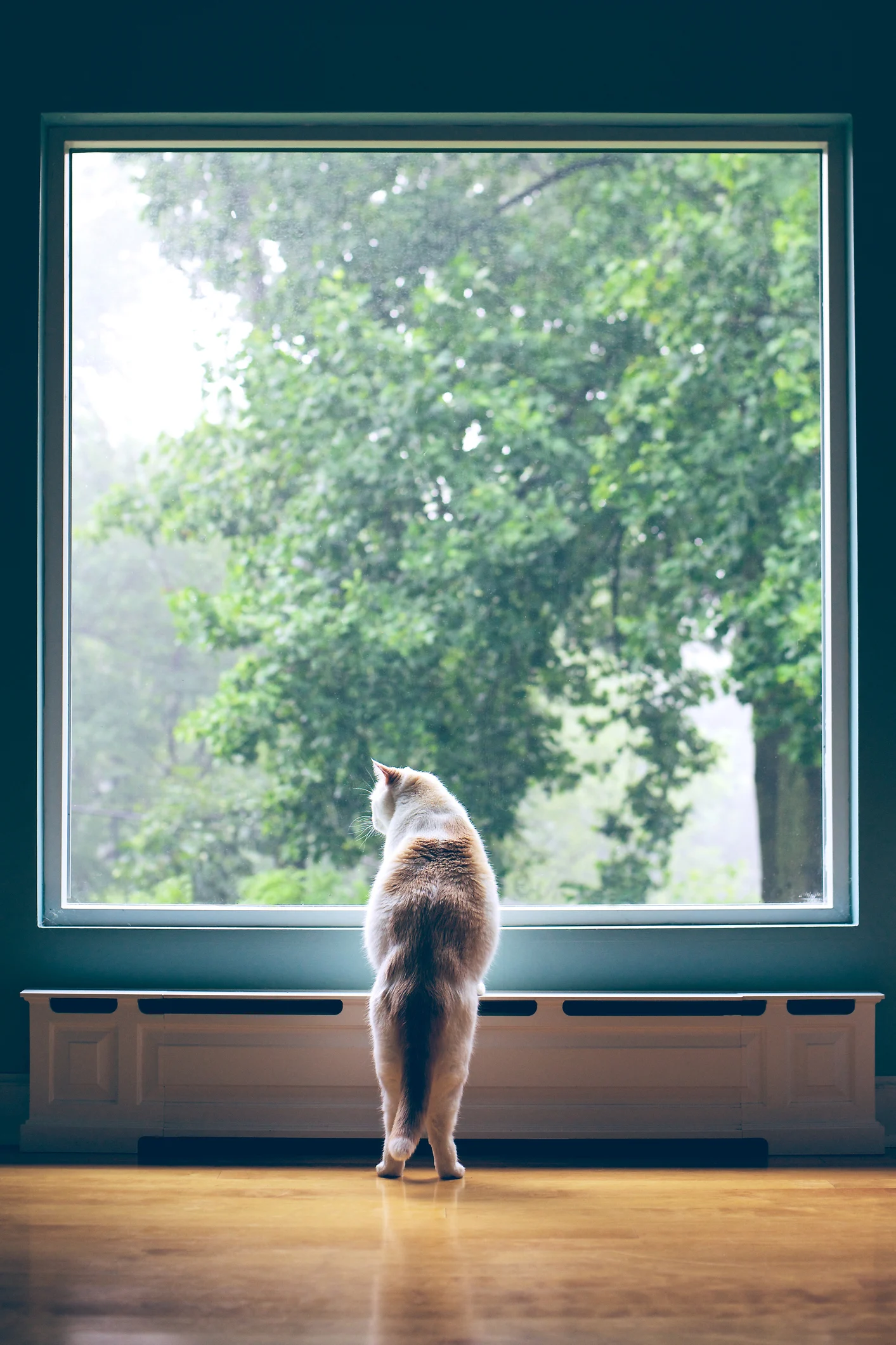 Cachorros e gatos conseguem reconhecer outros bichos e sons da televisão; saiba