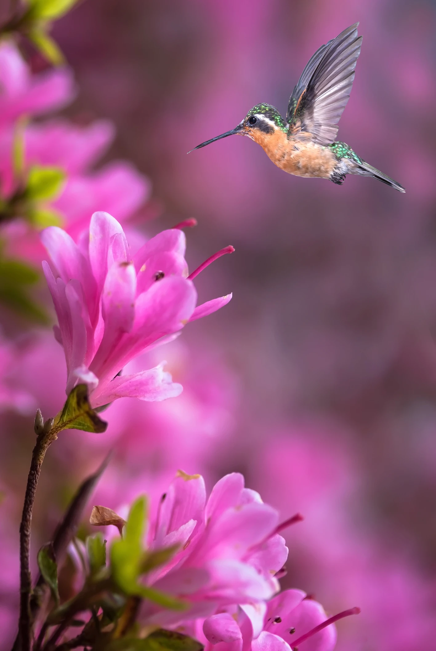 Per colpa del cambiamento climatico gli animali stanno rimpicciolendo