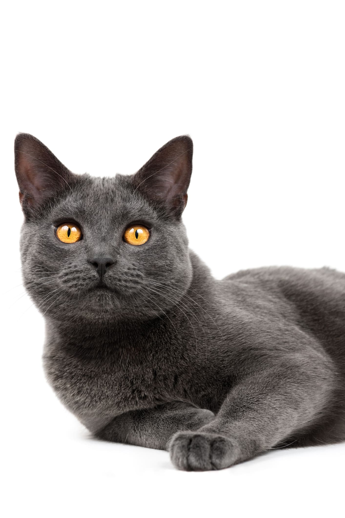 Permaisuri Selangor gesa bela nasib kucing, anjing terbiar