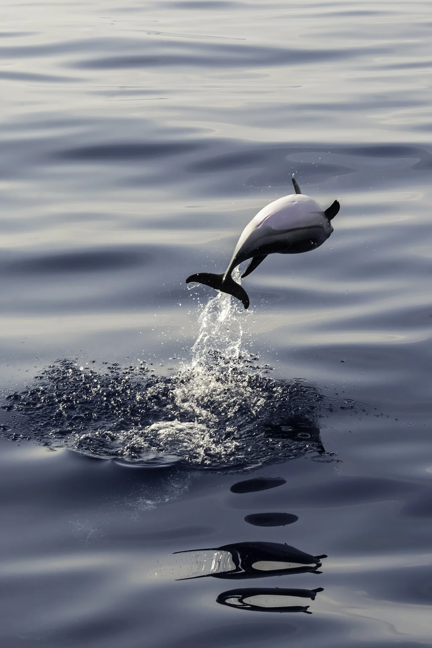 كيف يسعى مصور محيطات لإنقاذ إحدى 