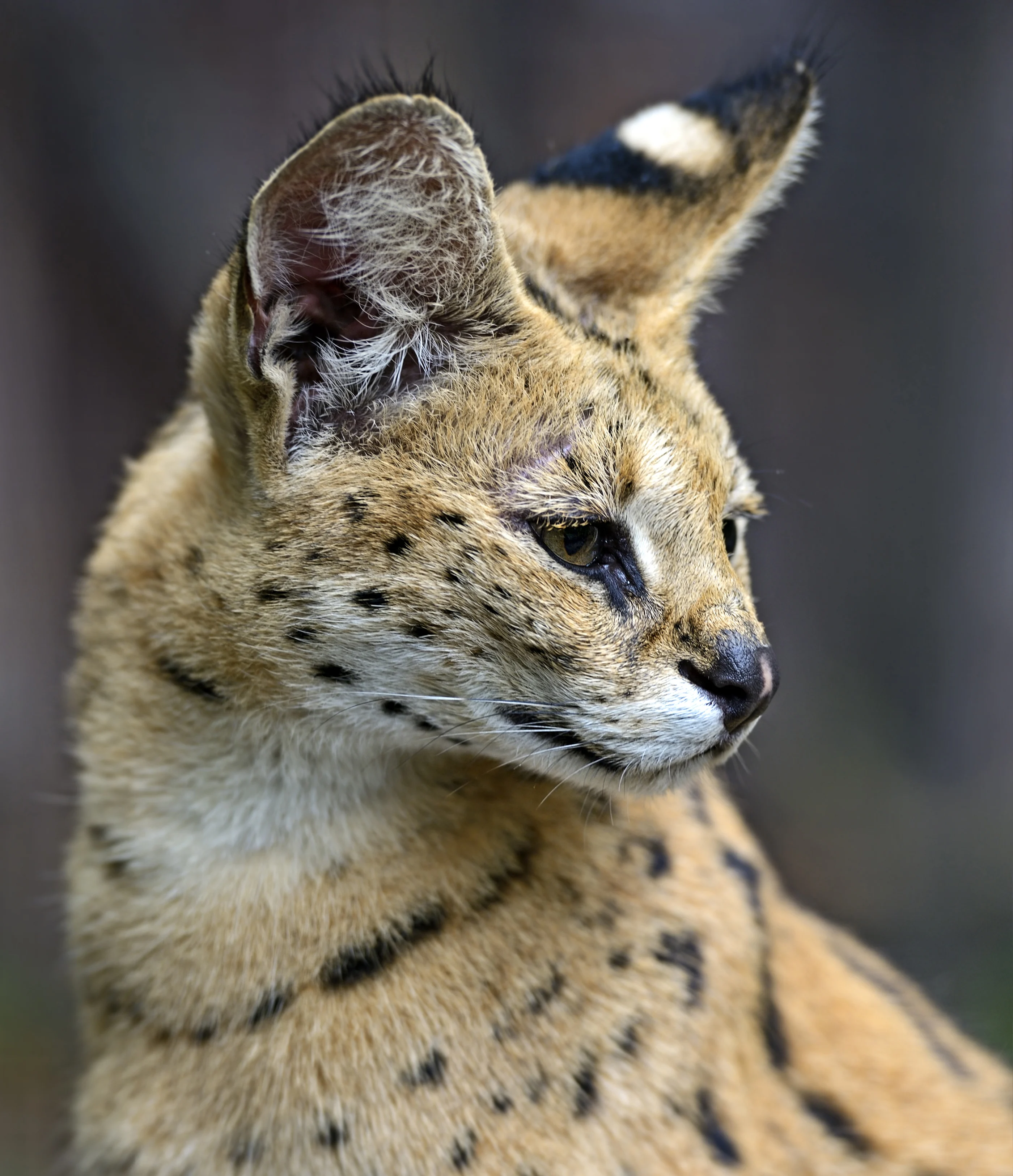 Estas son las razas de gatos más caros del mundo