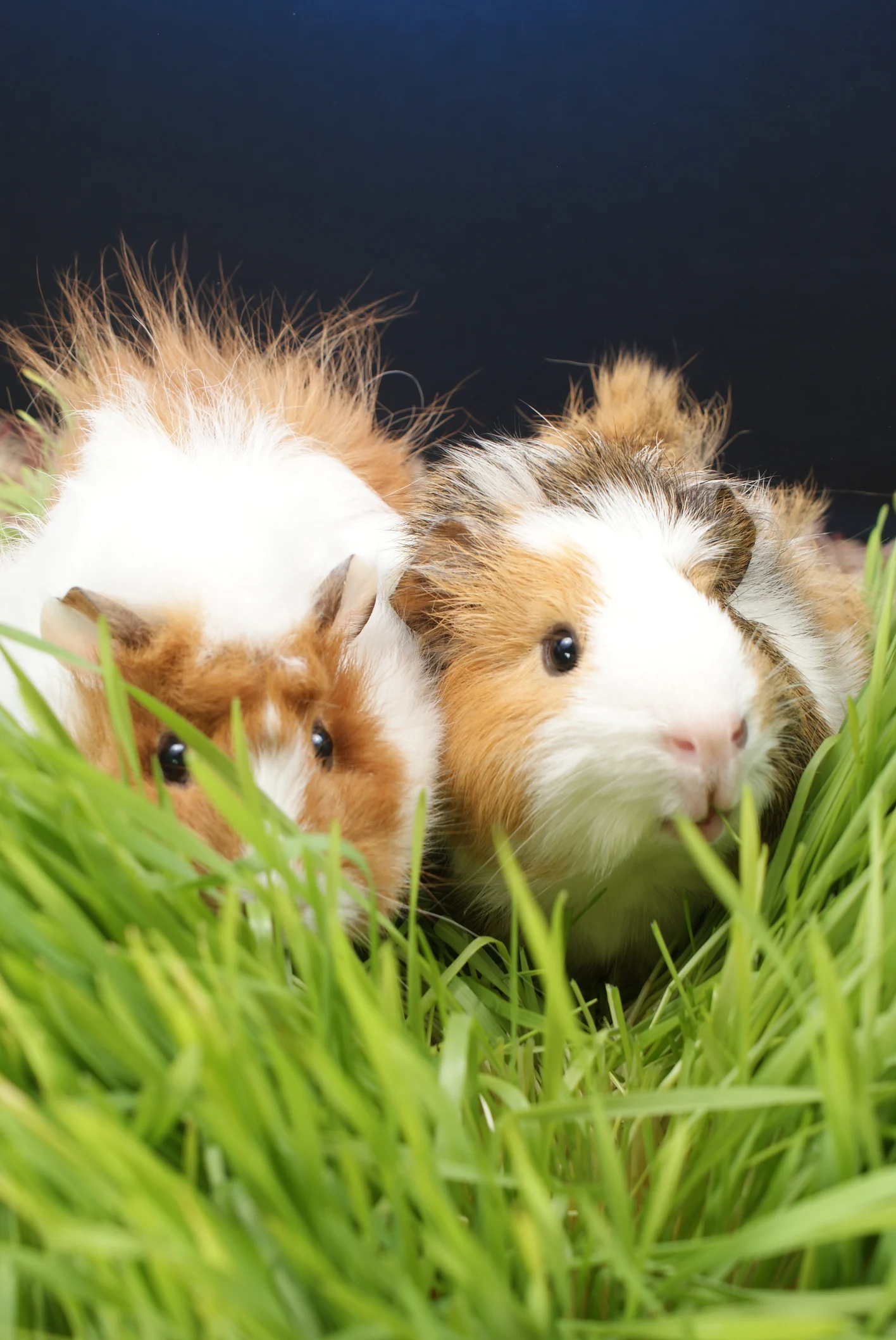 Hund, Katze oder Meerschweinchen? Das ist das beliebteste Haustier der Deutschen