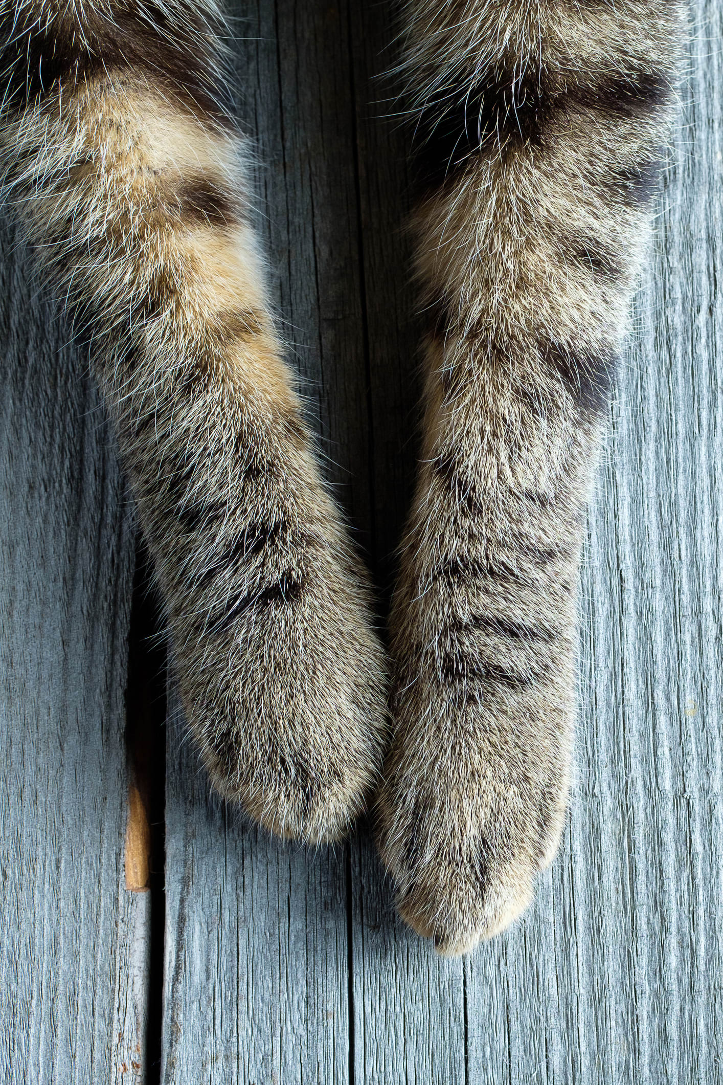 Confira 50 ideias de nomes para gatos