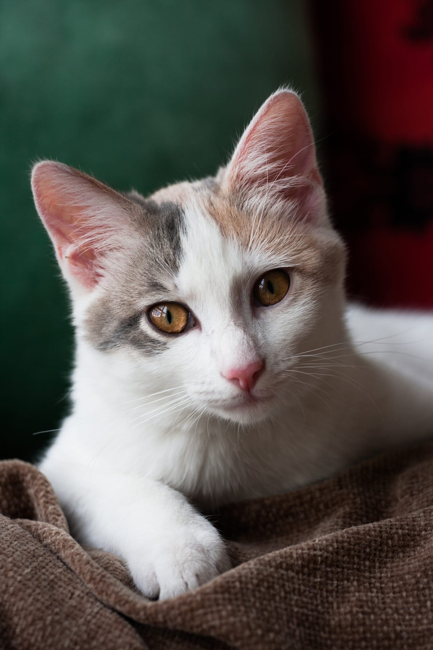 Como comunicar com gatos? A ciência tem a resposta (e é muito simples)