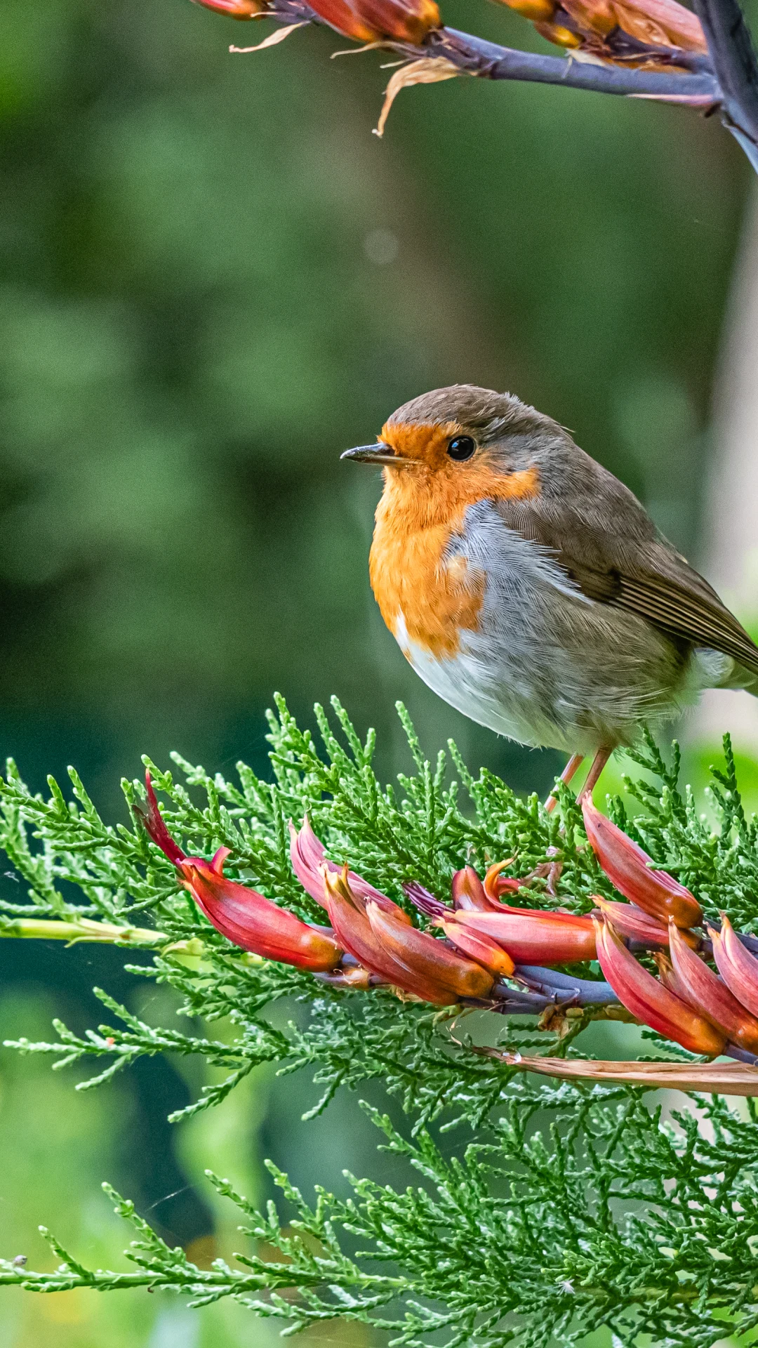 How to make your garden a friendly environment for bees and other wildlife