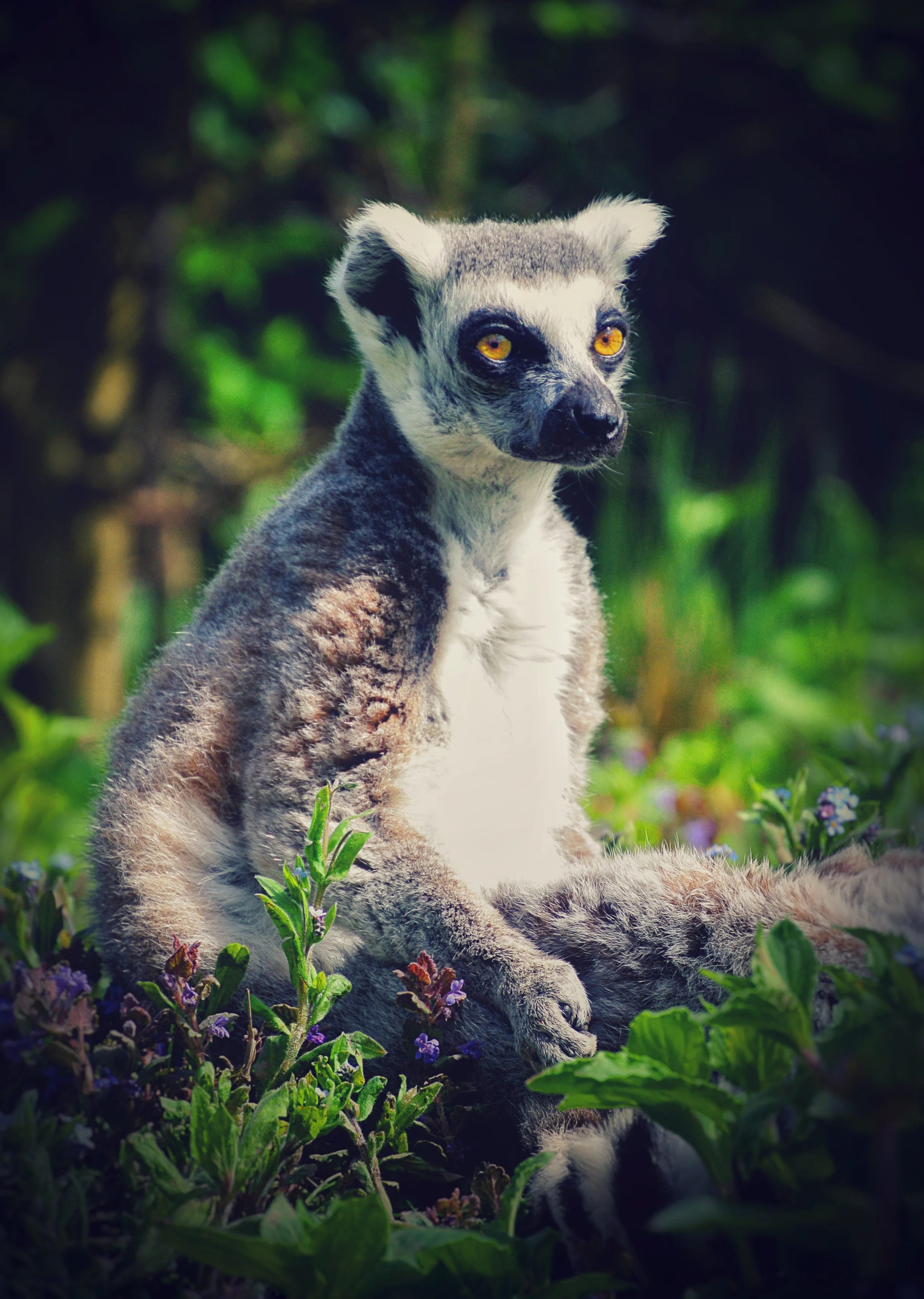 สวนสัตว์เปิดเขาเขียว ปลื้ม! เปิดตัวสมาชิกใหม่”ลูกลีเมอร์หางแหวน”สุดน่ารัก