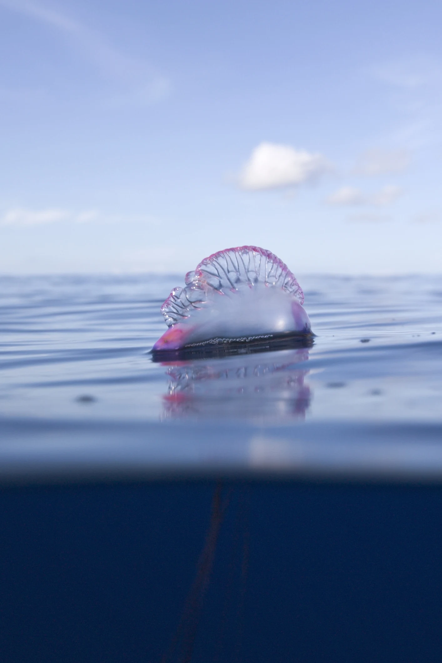 Che animale è, dove vive e quanto è pericolosa la caravella portoghese?