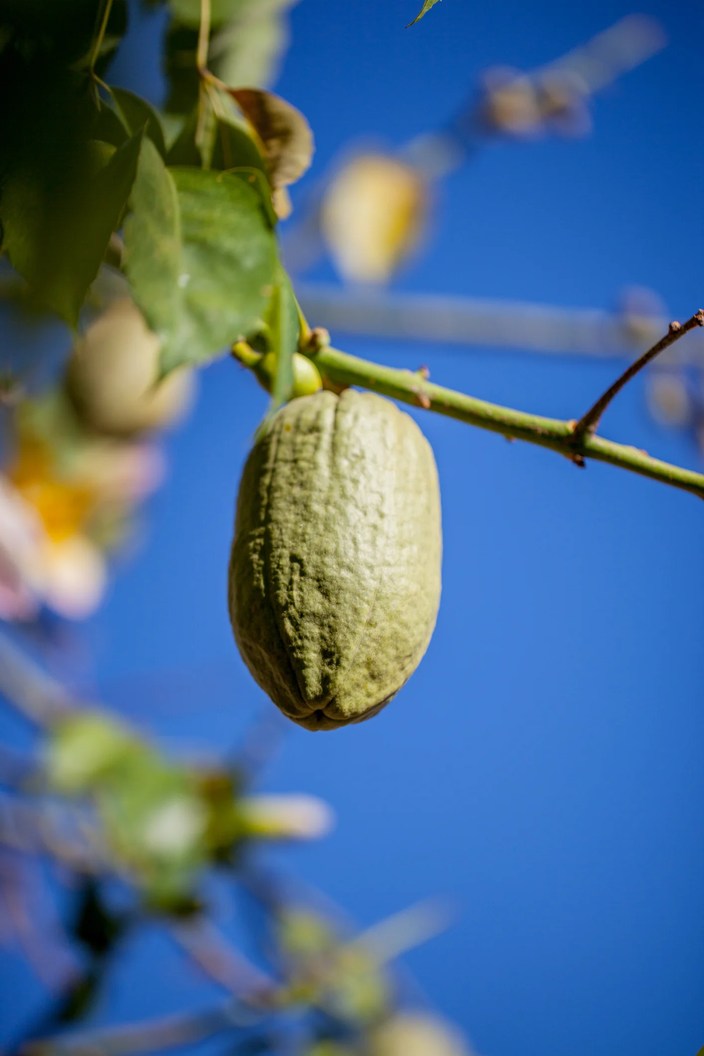 طعمها أشبه بمذاق الأفوكادو الحلو.. ما هذه الفاكهة الغريبة التي تنمو في أمريكا الشمالية فقط؟