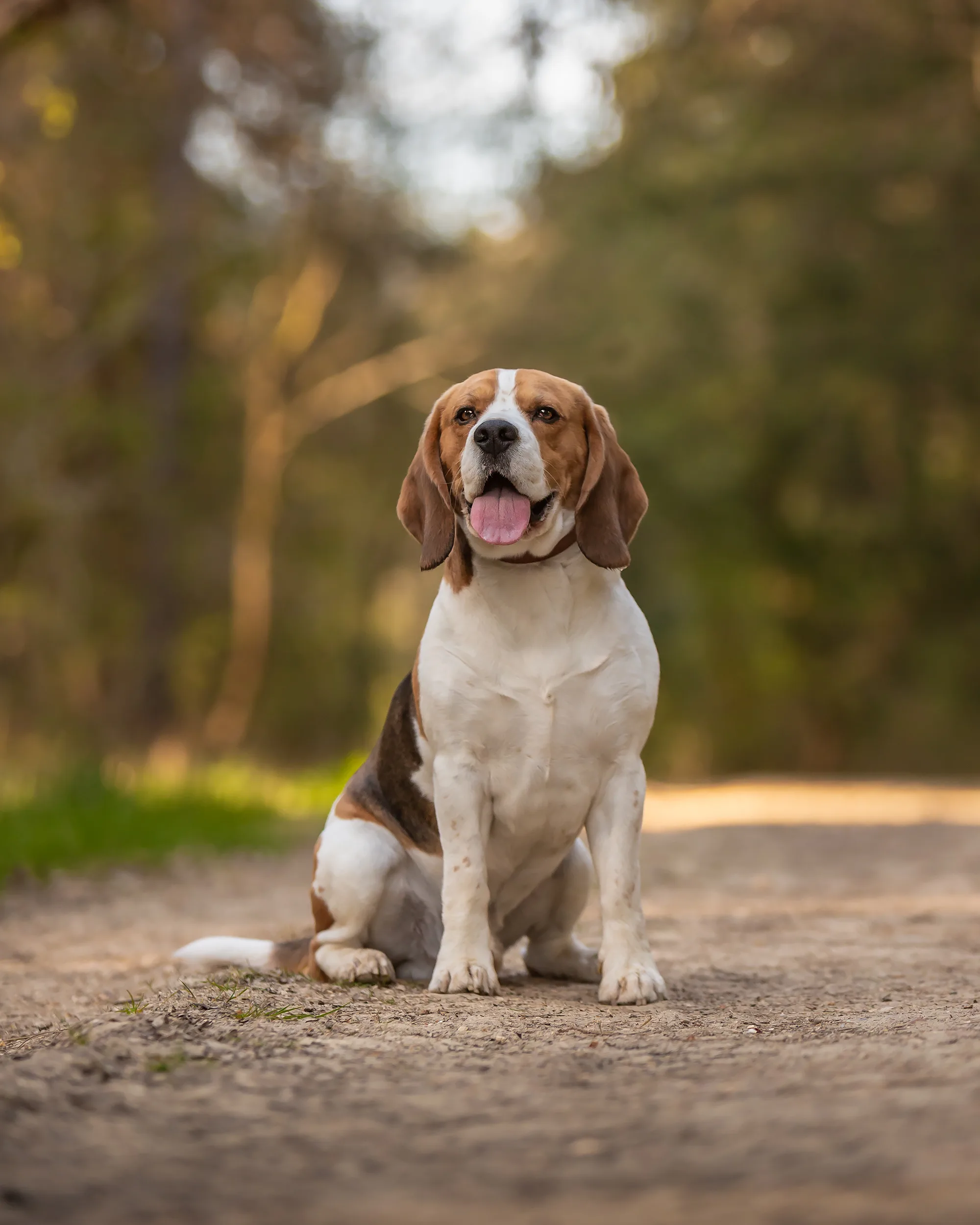 สุนัขบีเกิลหนีออกจากบ้าน ก่อนจะกลับมาพร้อมรางวัลที่ 3 จากงานประกวดสุนัข