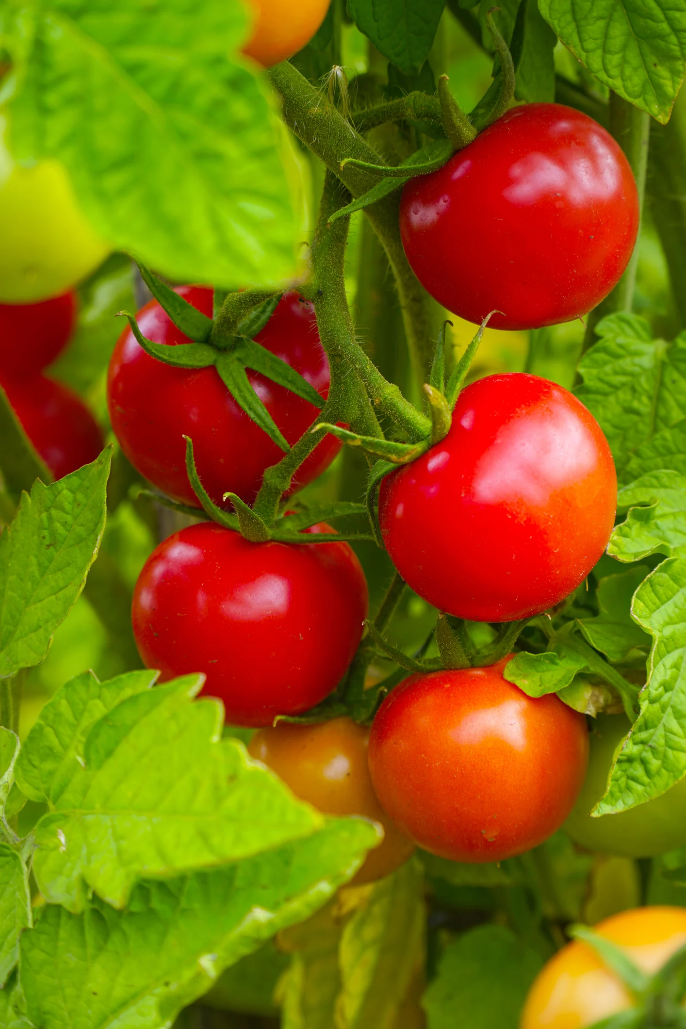 Ihre Tomatenpflanzen haben gelbe Blätter? Daran liegt's