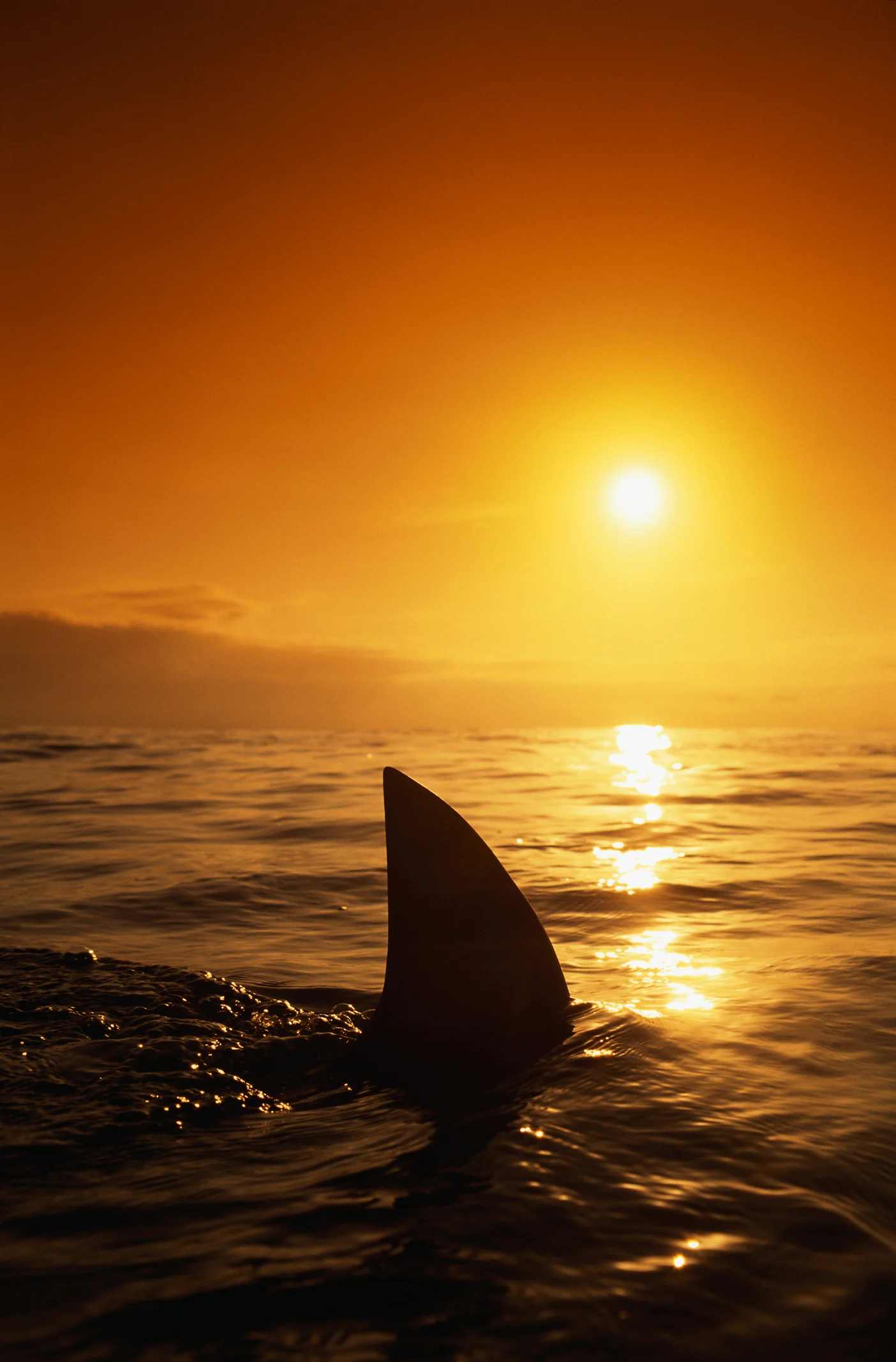Voici Deep Blue, le plus grand requin blanc jamais découvert par l'homme