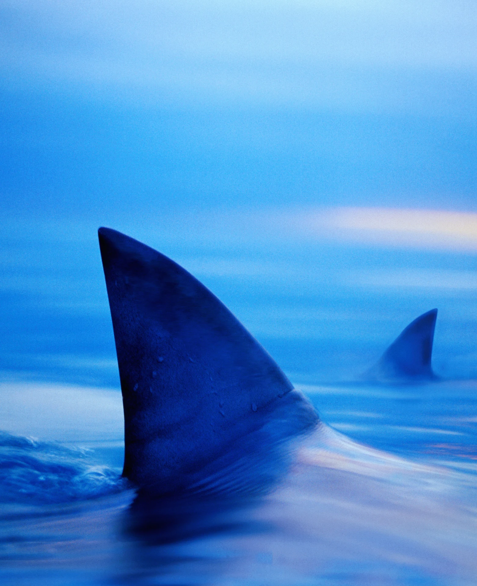 Incredible photo of a shark shows mysterious bite mark on its side