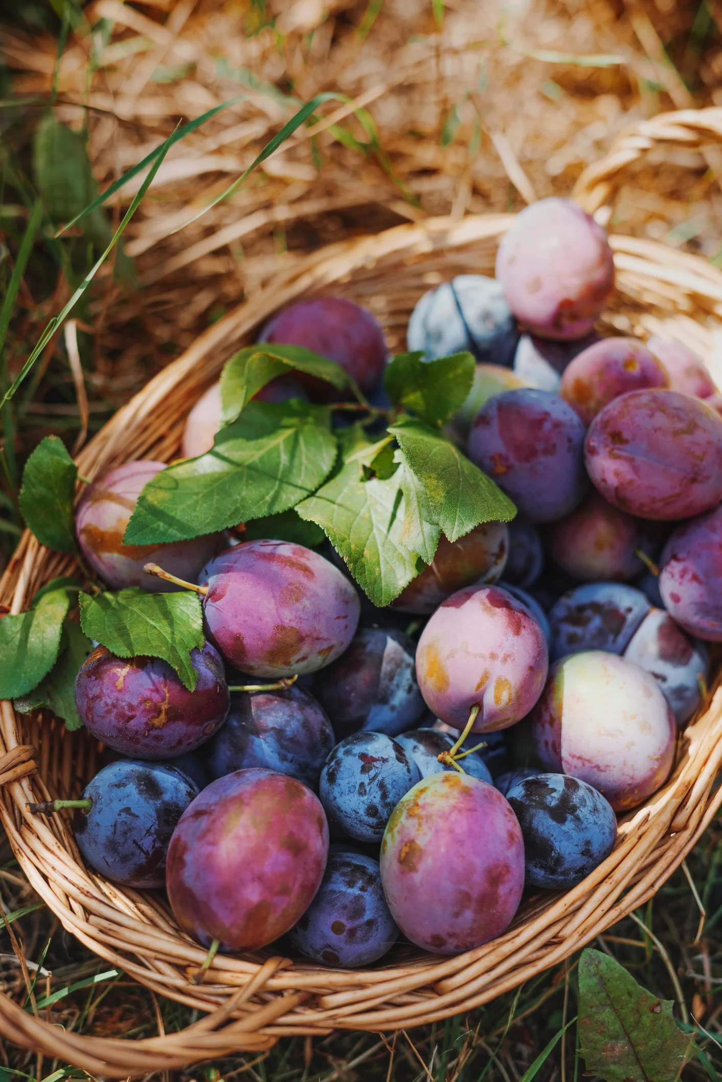 The Queen of Plums: For flavour and sweetness, there's nothing like Victoria