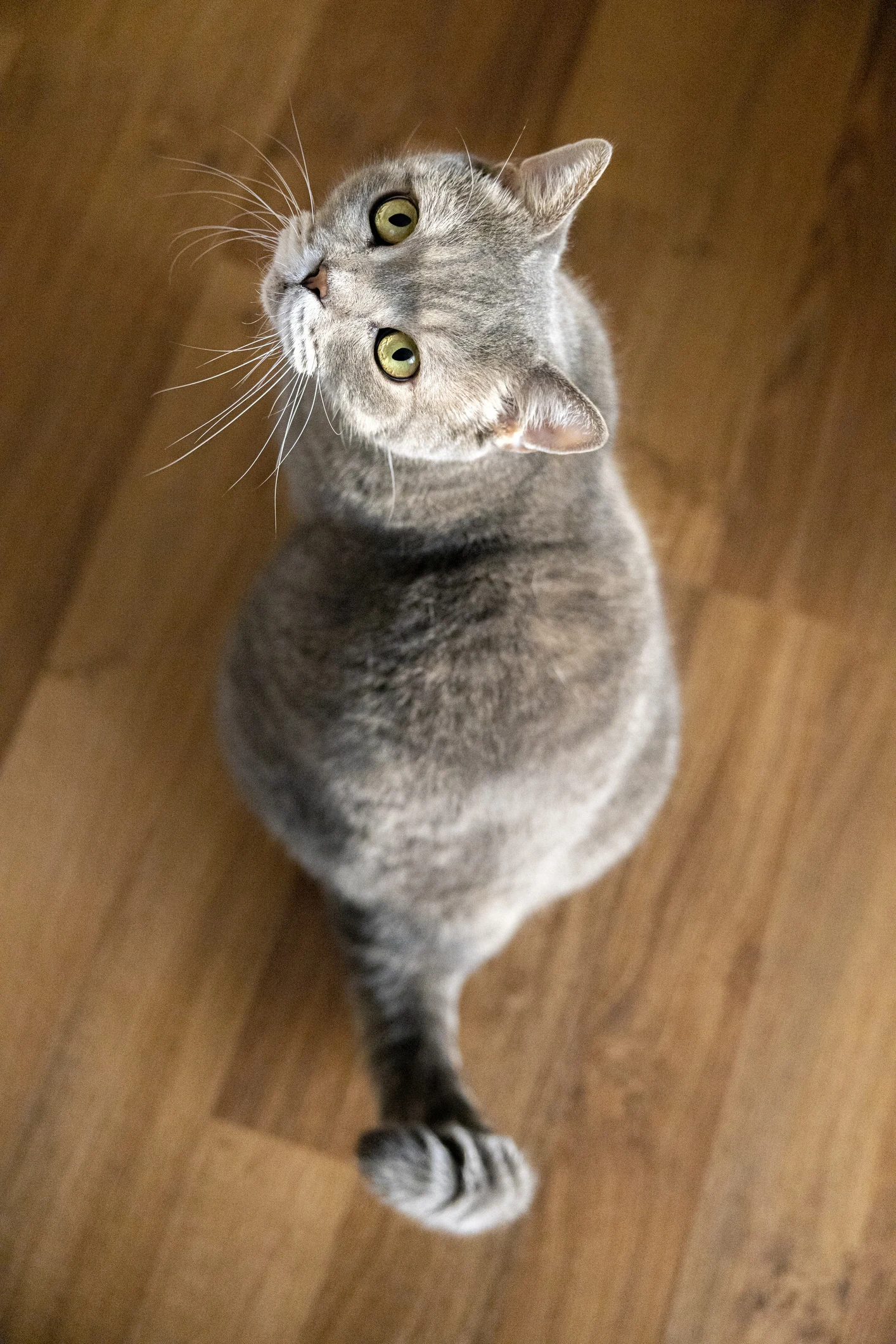 ¿Tu gato necesita perder peso? Consejos para animarle a moverse y hacer ejercicio