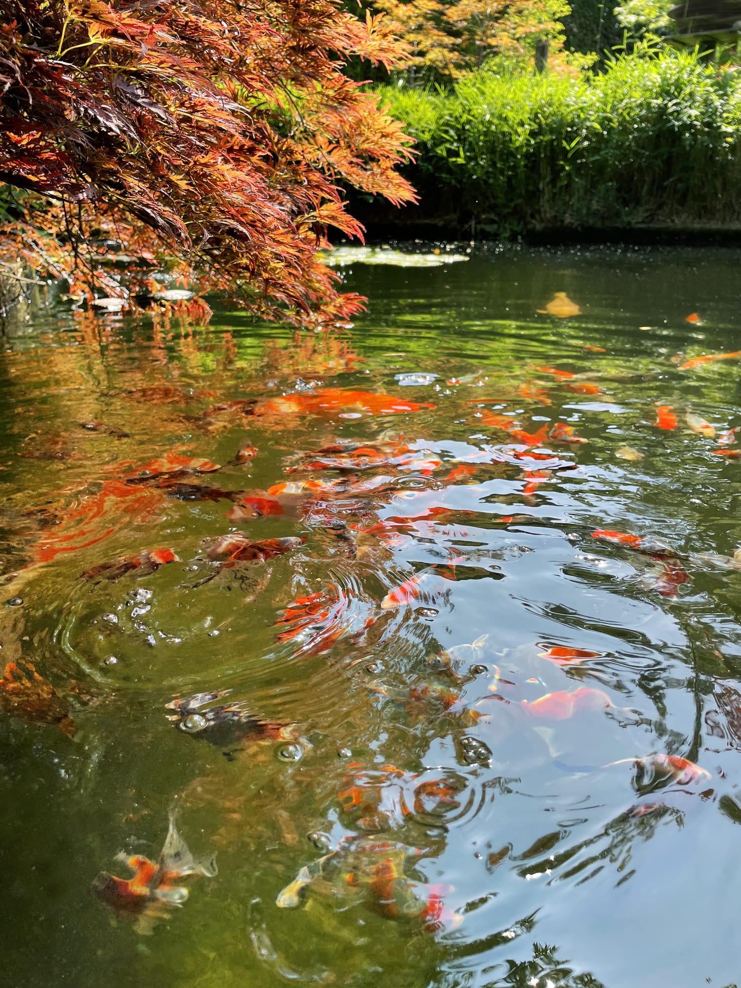 Relâcher des poissons rouges dans la nature serait dangereux