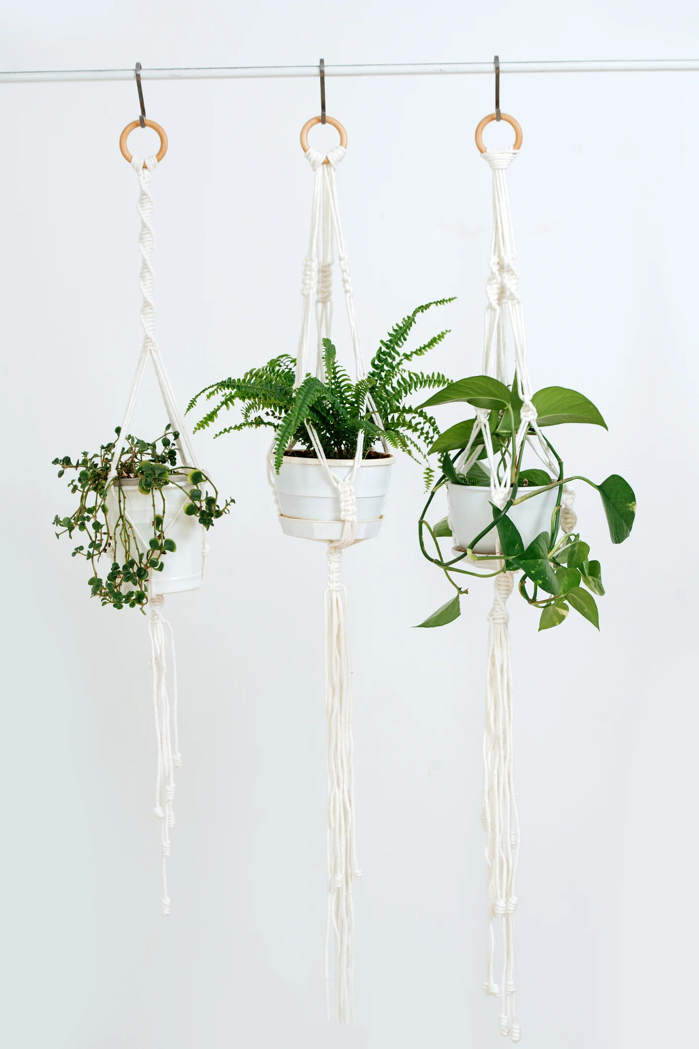 5 ingredientes que puedes usar para nutrir y fortalecer tus plantas