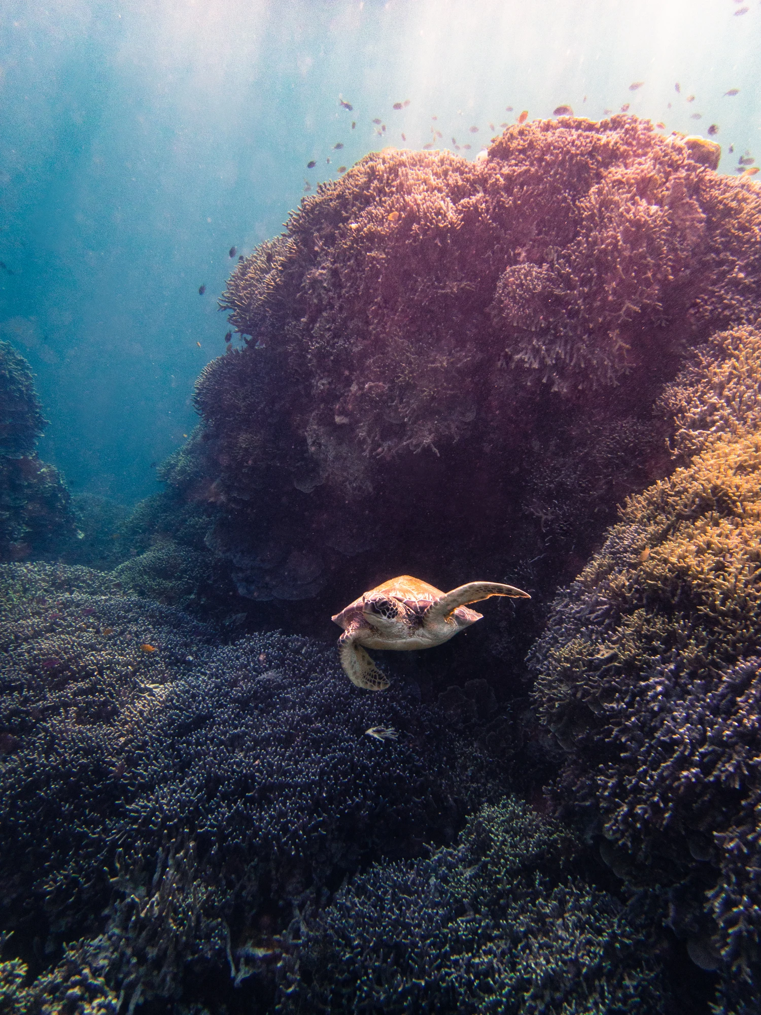 ไซปรัสเปิดพิพิธภัณฑ์โบราณคดีใต้น้ำแห่งแรกของประเทศ