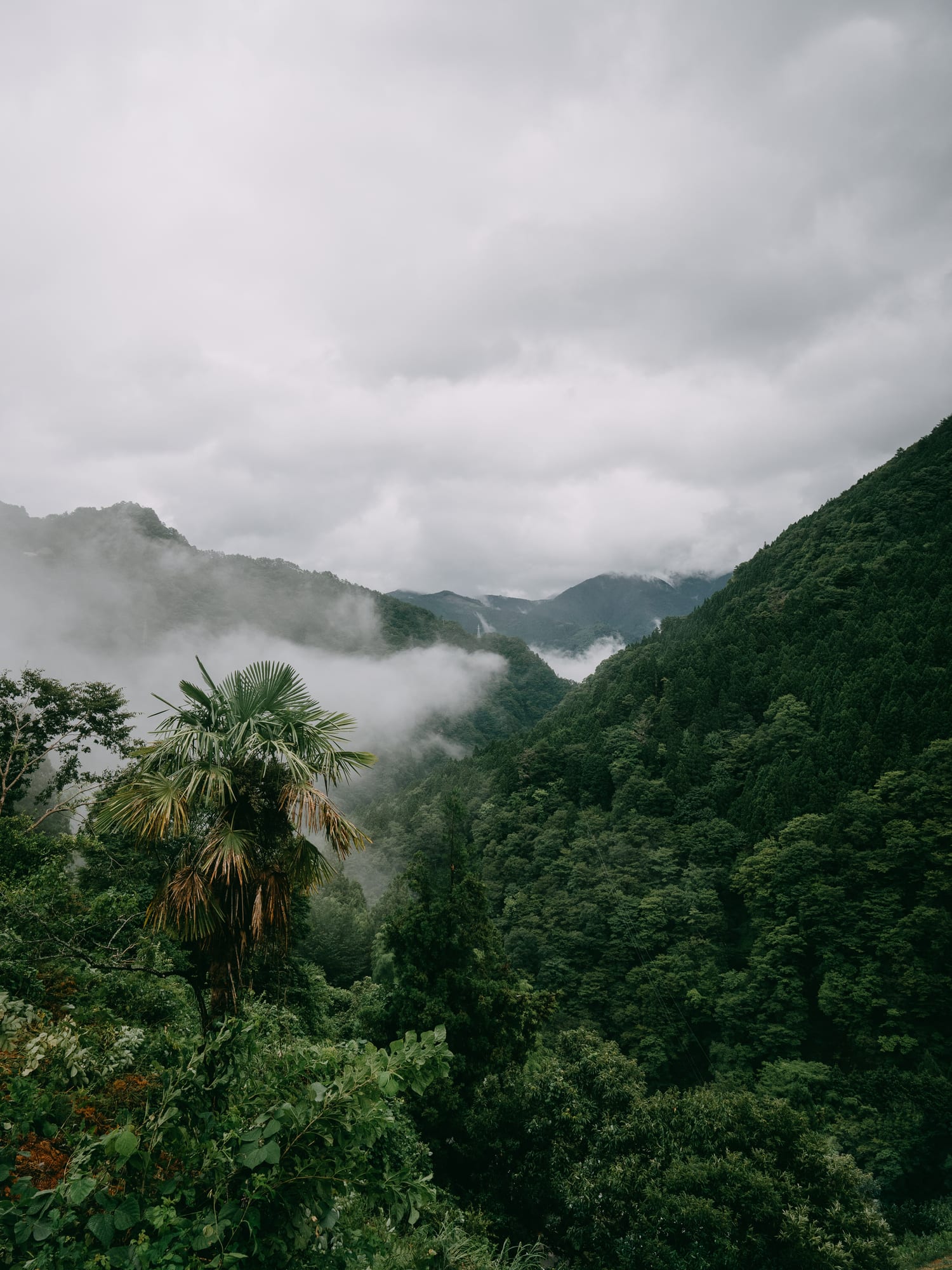 Kỳ lạ những phi vụ ‘chở gỗ về rừng’ ở Lâm Đồng