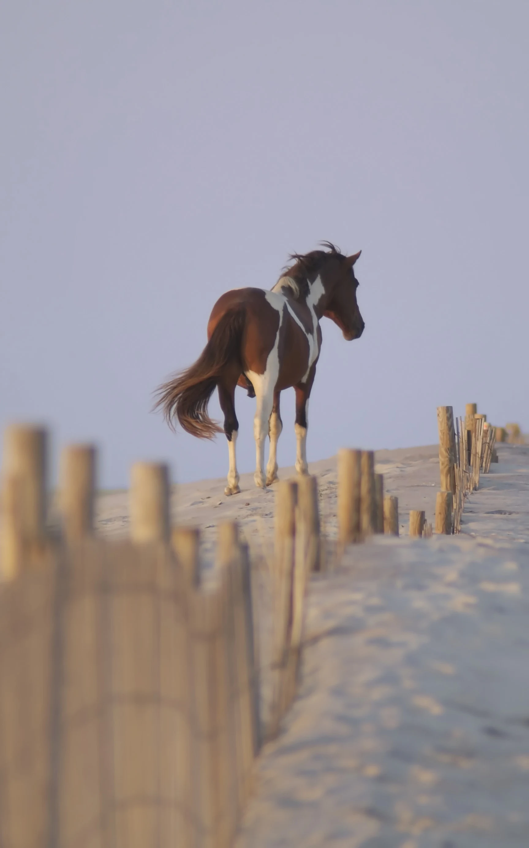 Wanneroo to investigate potential horse beach