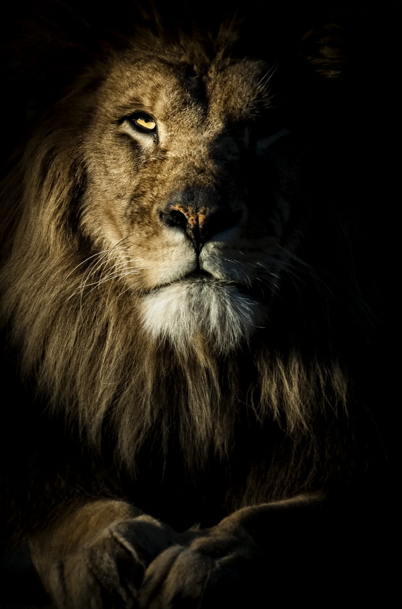 Les animaux peuvent-ils pleurer ?