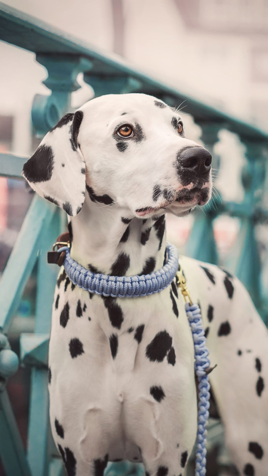 Fuertes y cariñosos, algunas características de los perros dálmata