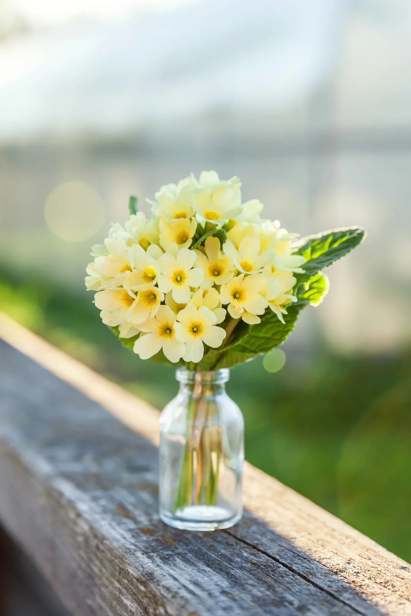 Evening primrose oil: benefits, uses, and all the best ways to try it