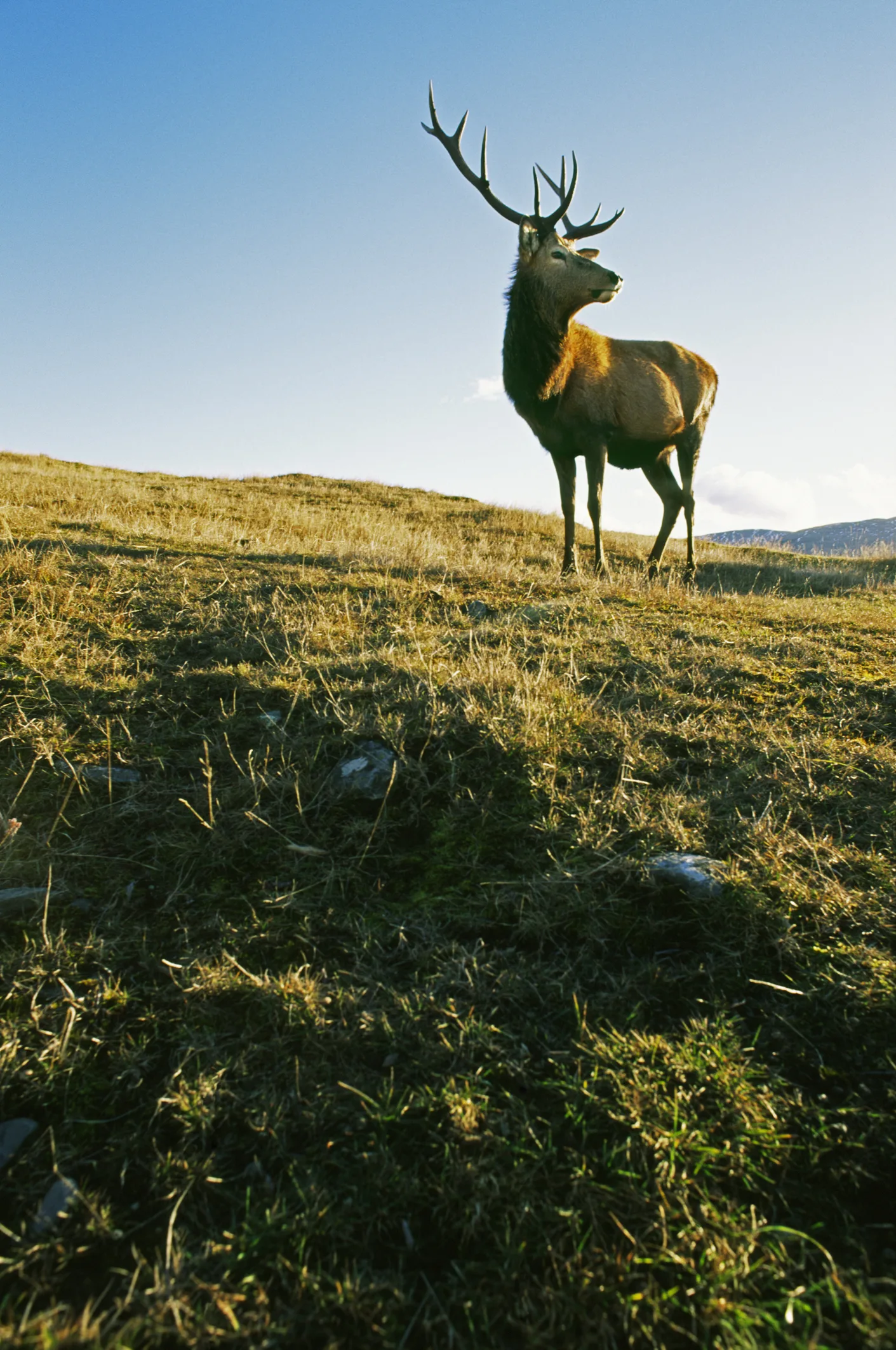 Wild life of man who went to live the with deer