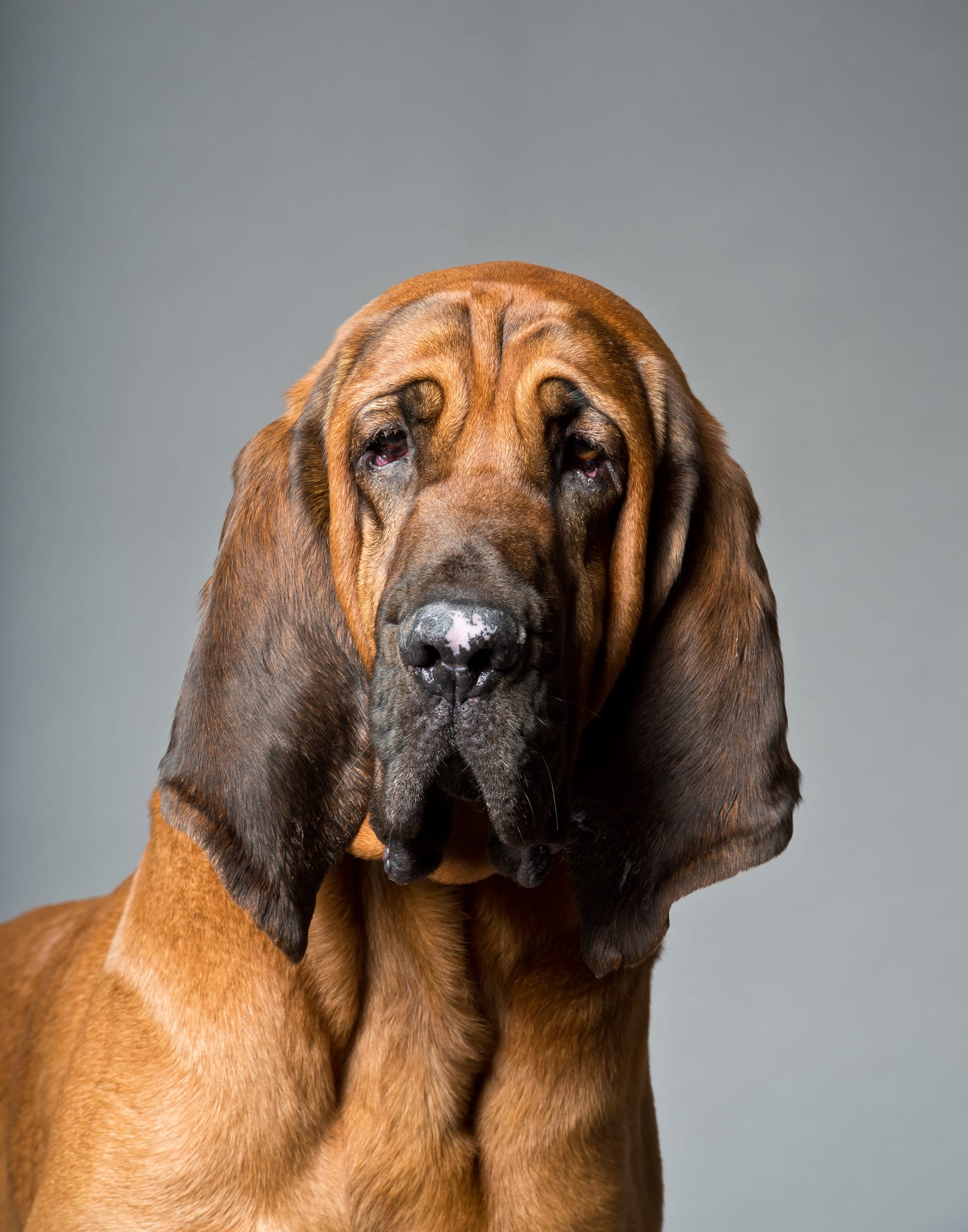 Drôme : un chien Saint-Hubert retrouve la trace d’une octogénaire désorientée et frigorifiée